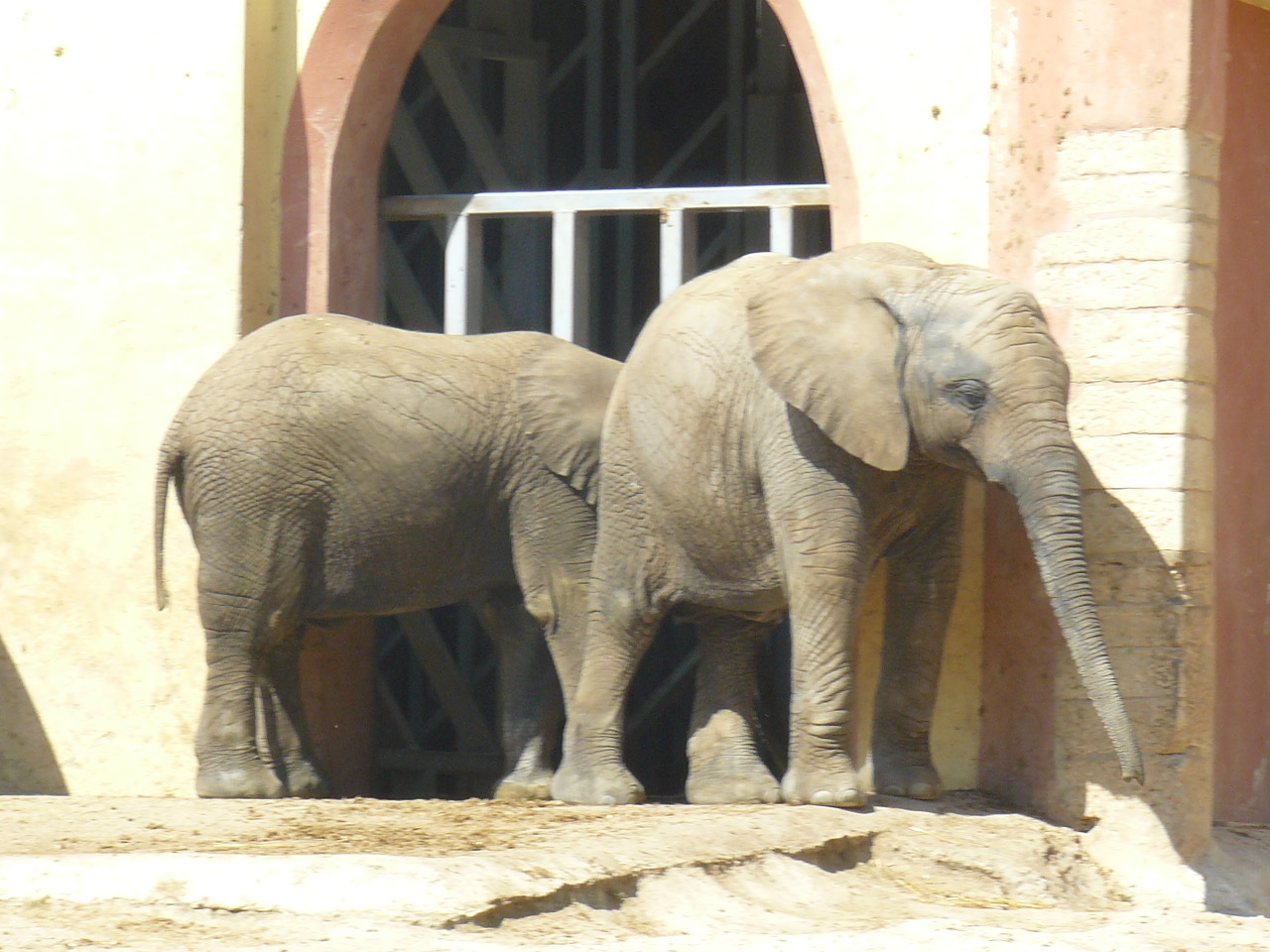 Elephant herd- Lisbon Zoo