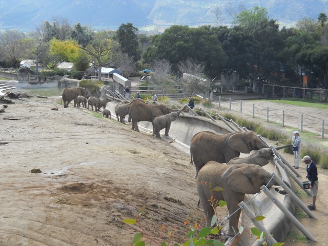 Elephant herd training session