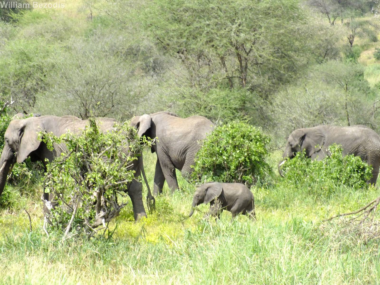 Elephant herd with Calf