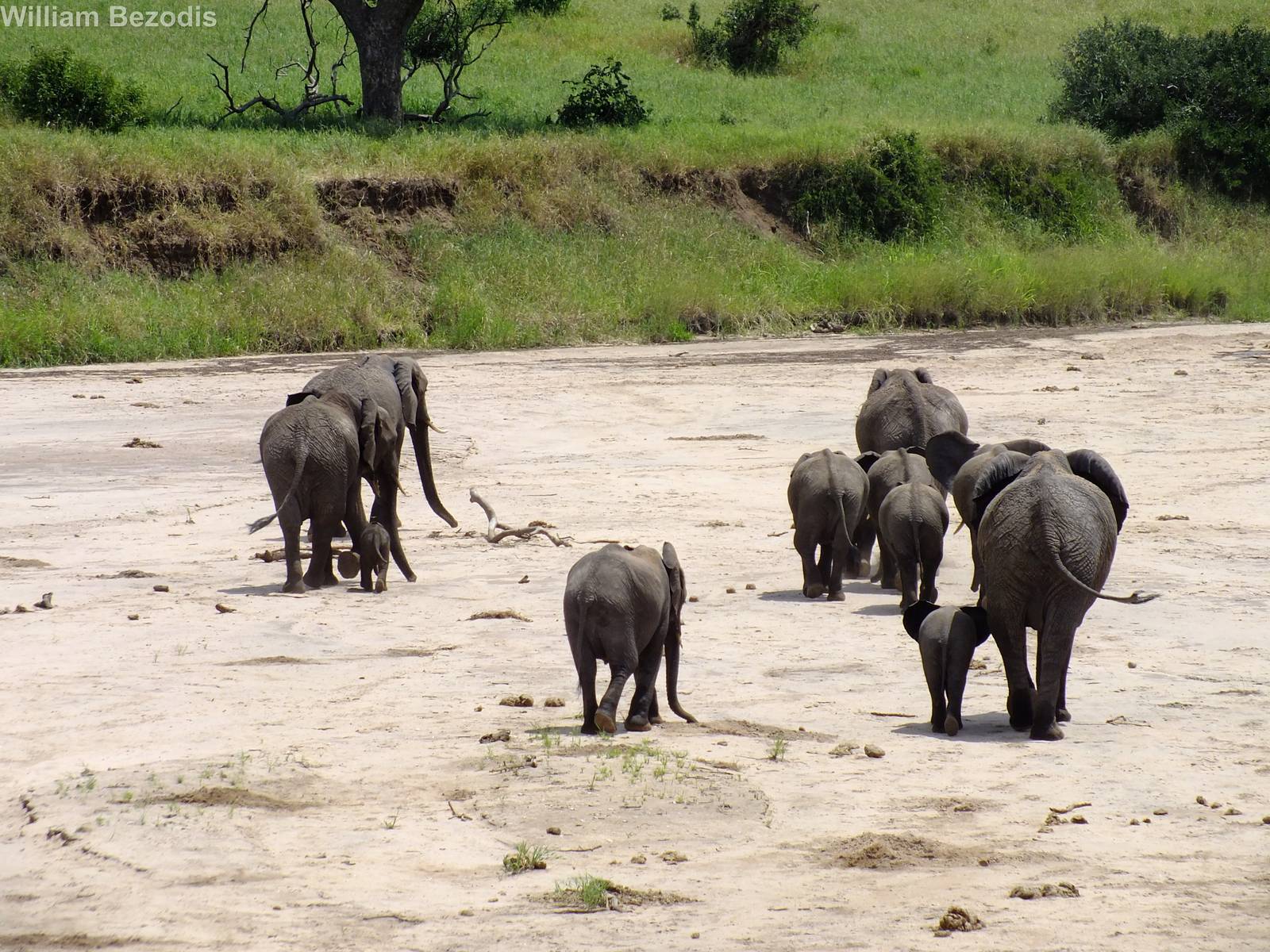 Elephant herd with Calf