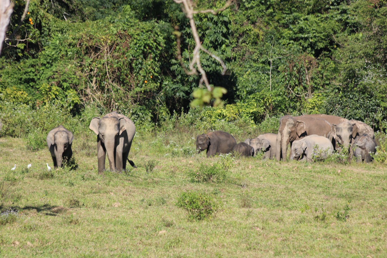 Elephant Herd with Many Youngsters - Kui Buri National Park