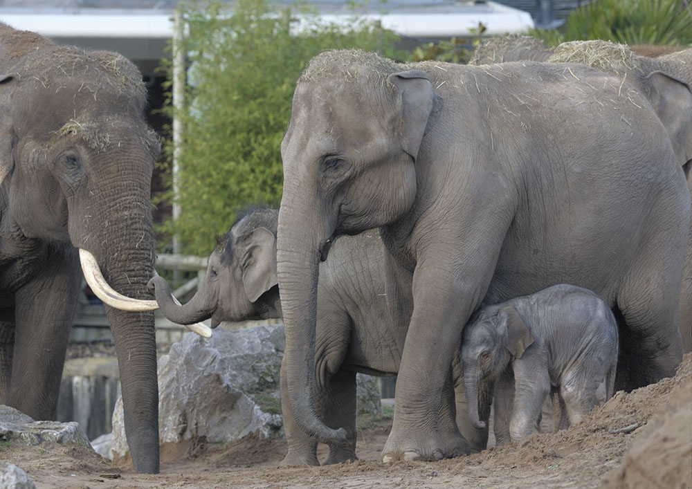 Elephant herd with new-born calf