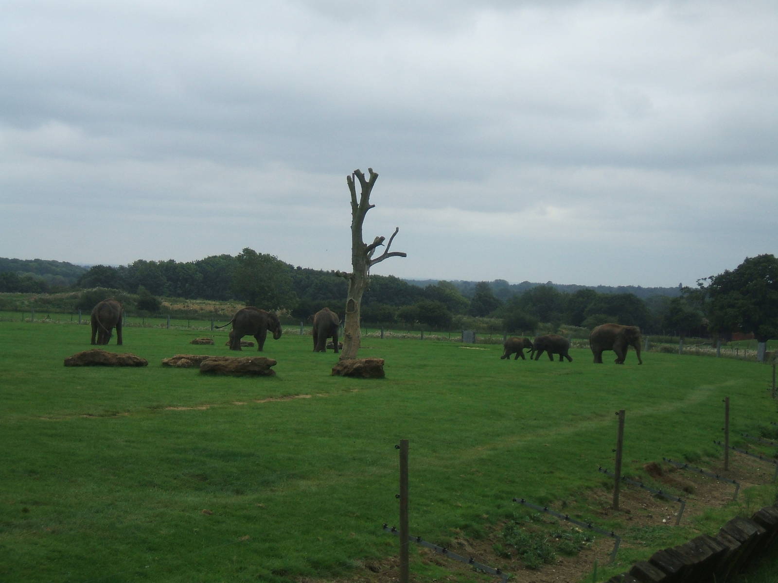 Elephant Herd