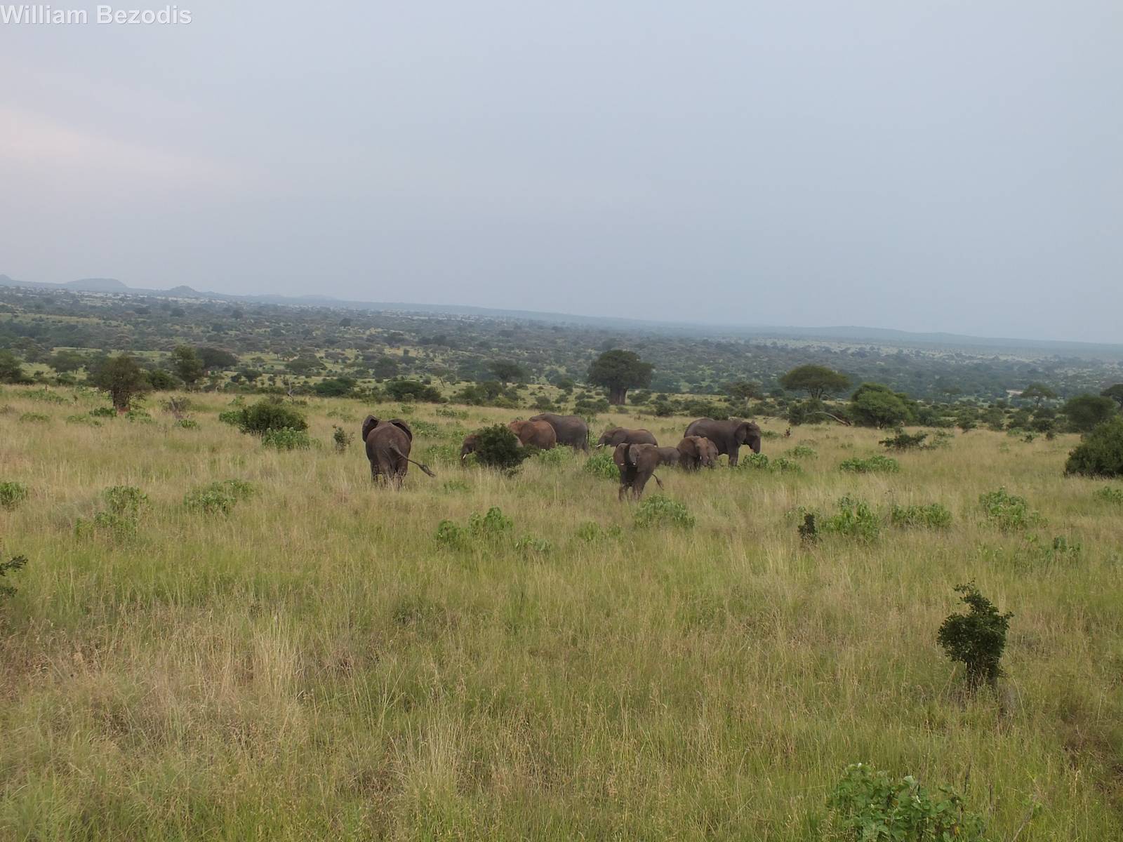 Elephant Herd