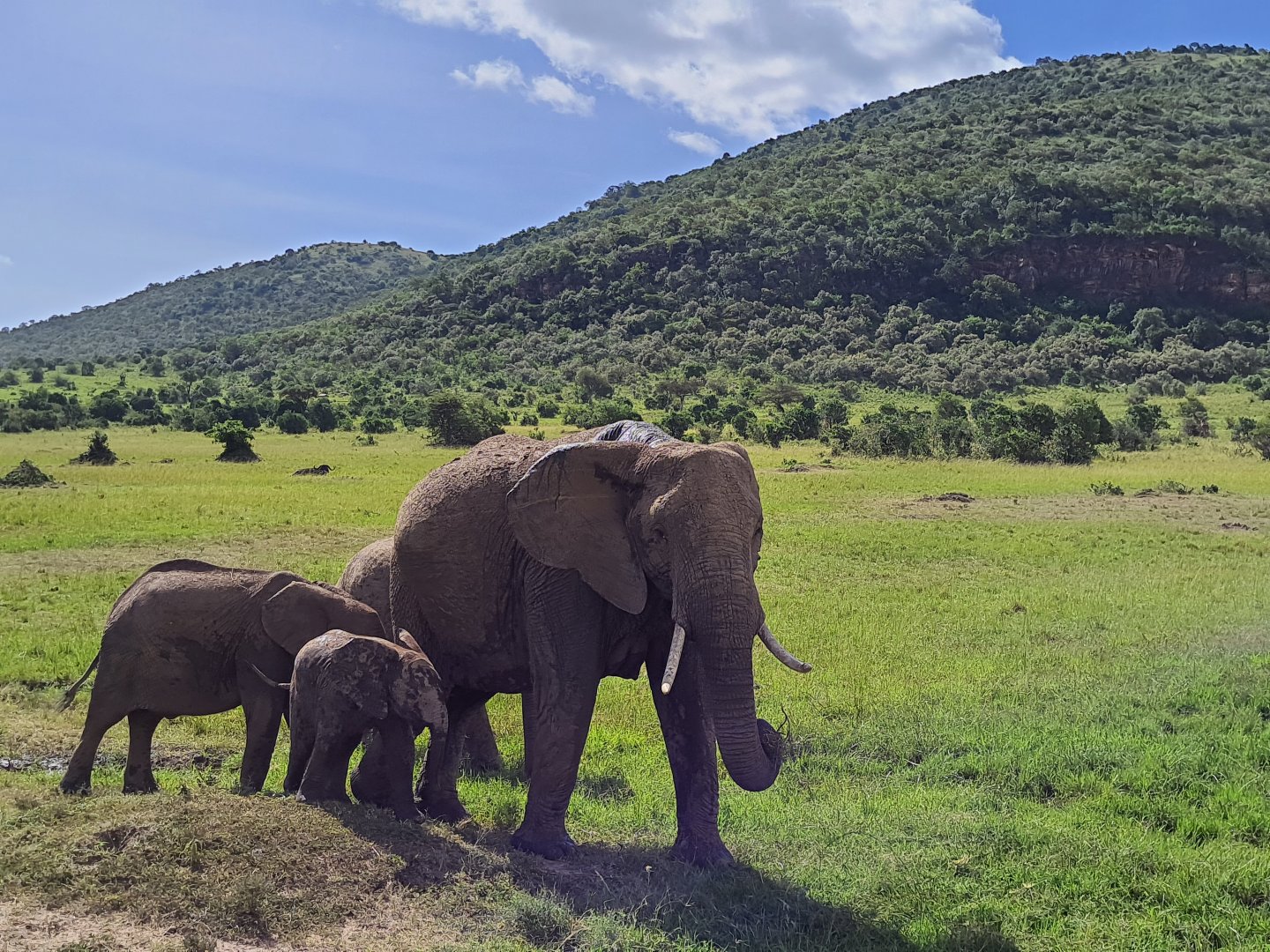 Elephant herd