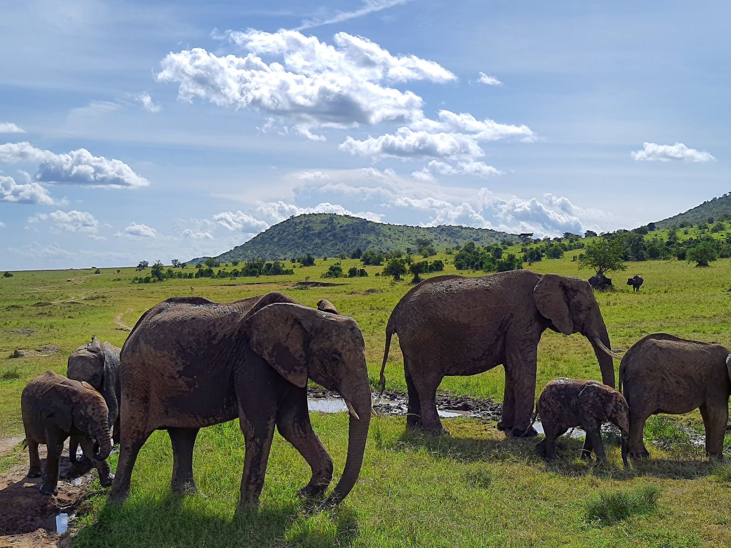 Elephant herd