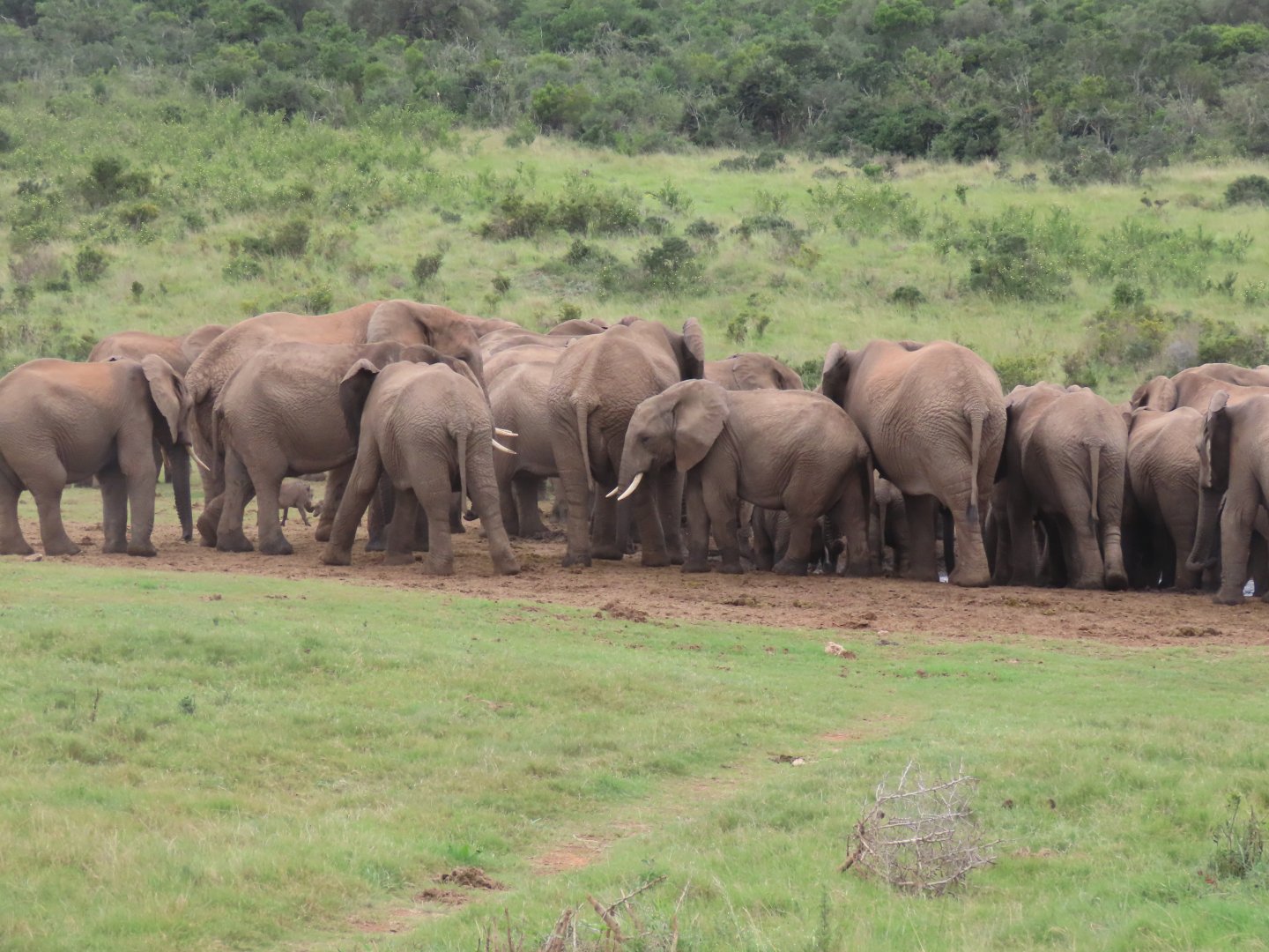 Elephant herd