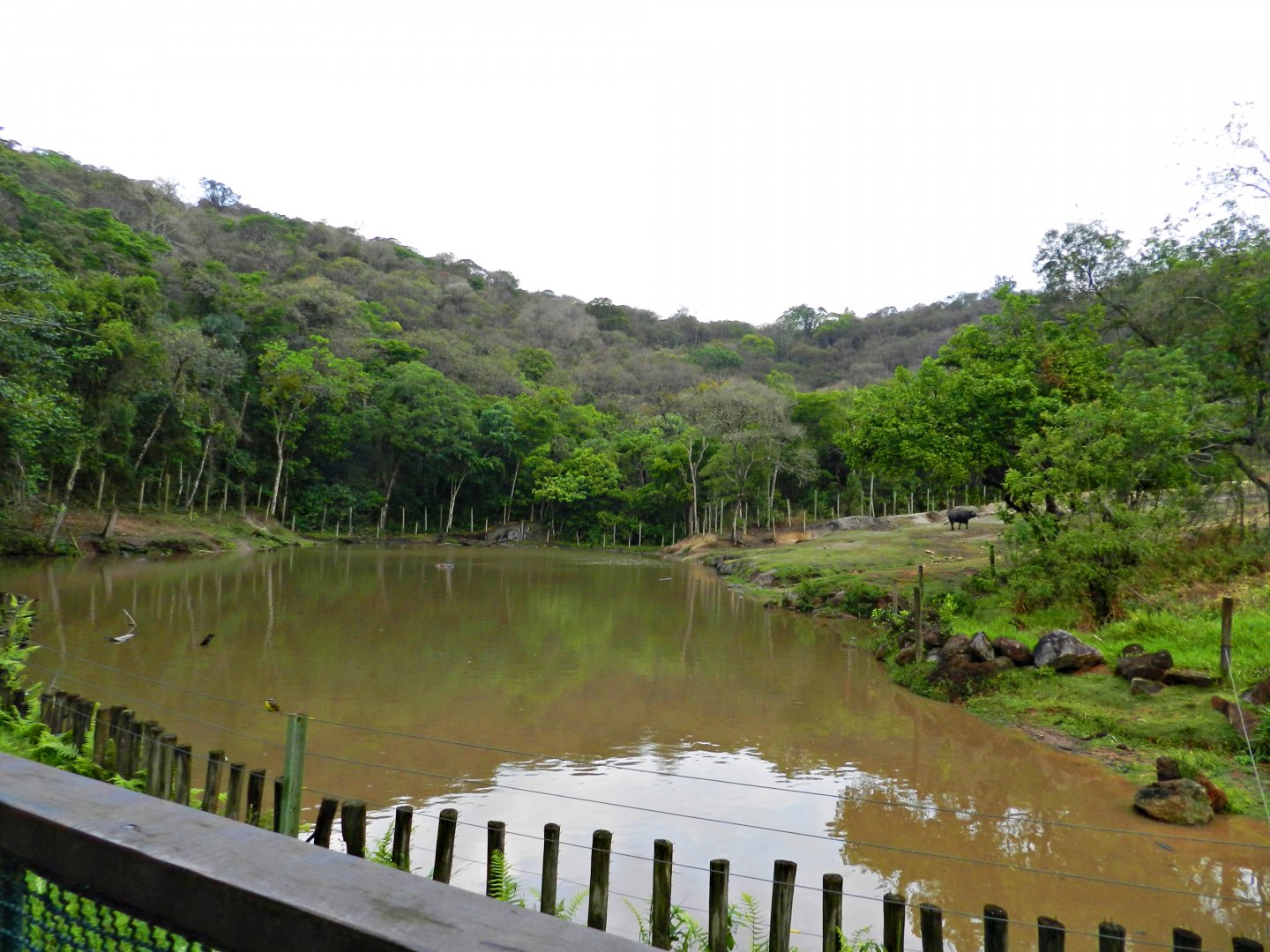 Elephant, hippo and buffalo paddock - Zooparque Itatiba
