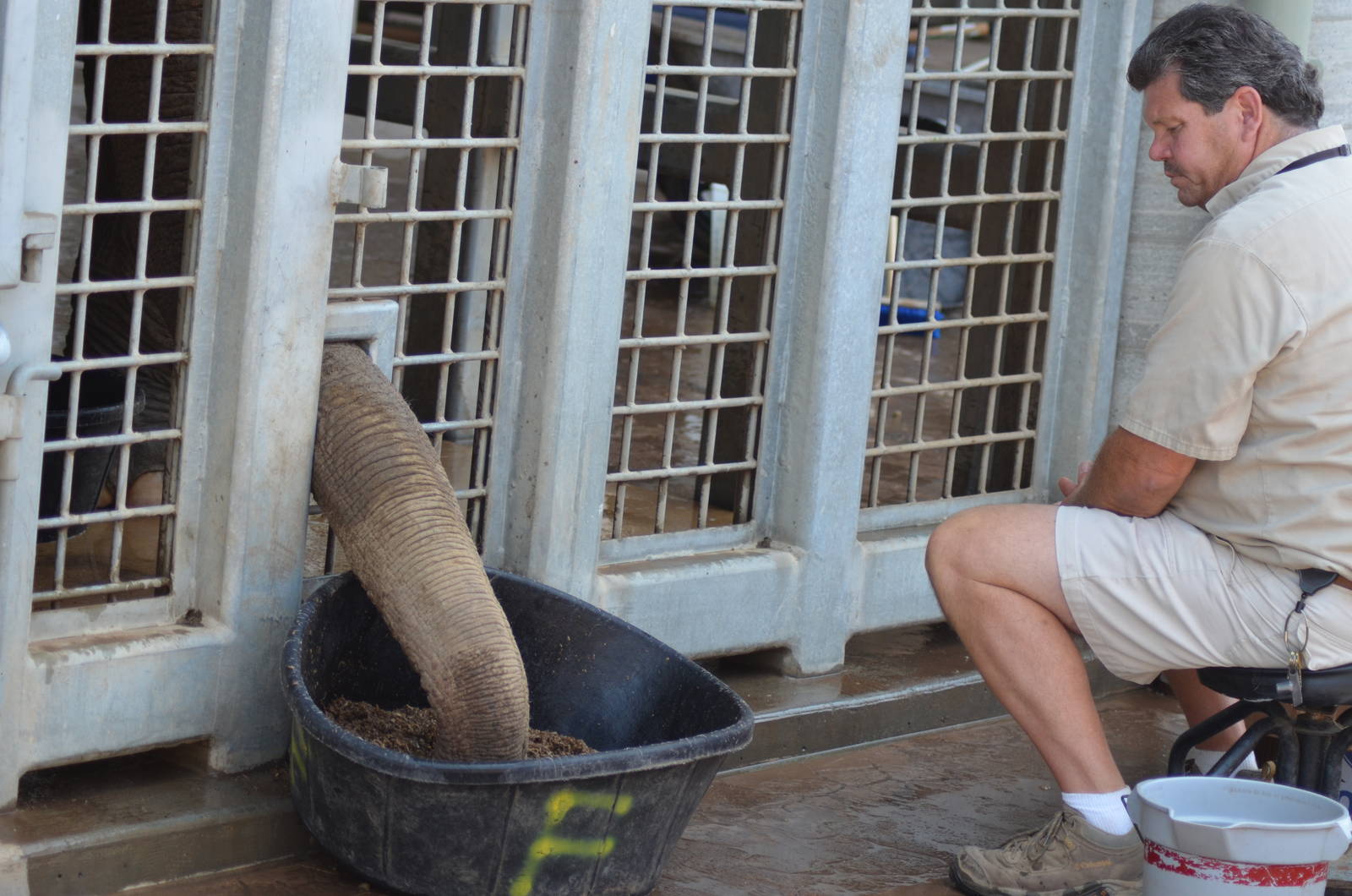 Elephant Holding Area