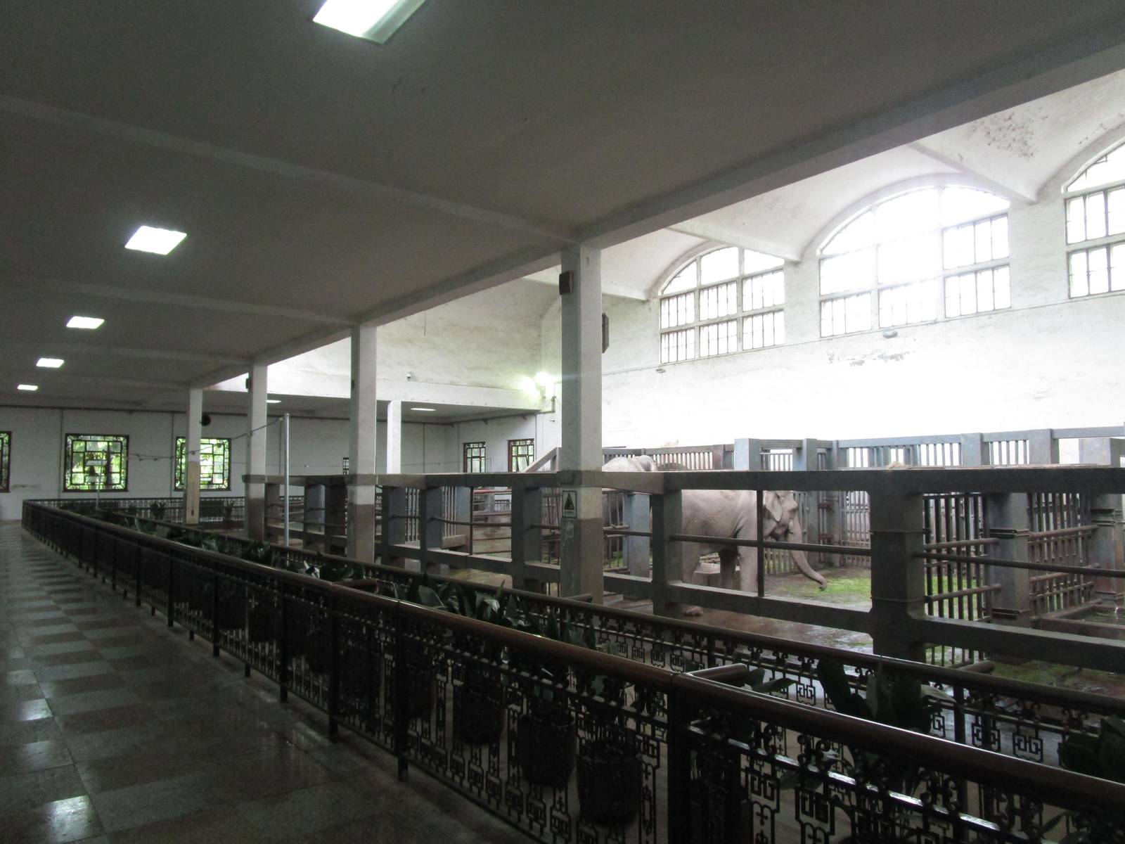 Elephant House - 16/04/2016