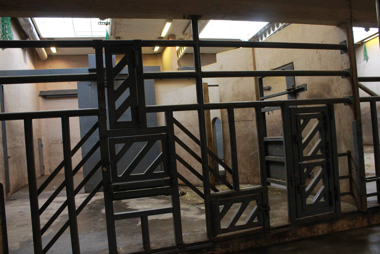 Elephant house - African elephant indoor exhibit