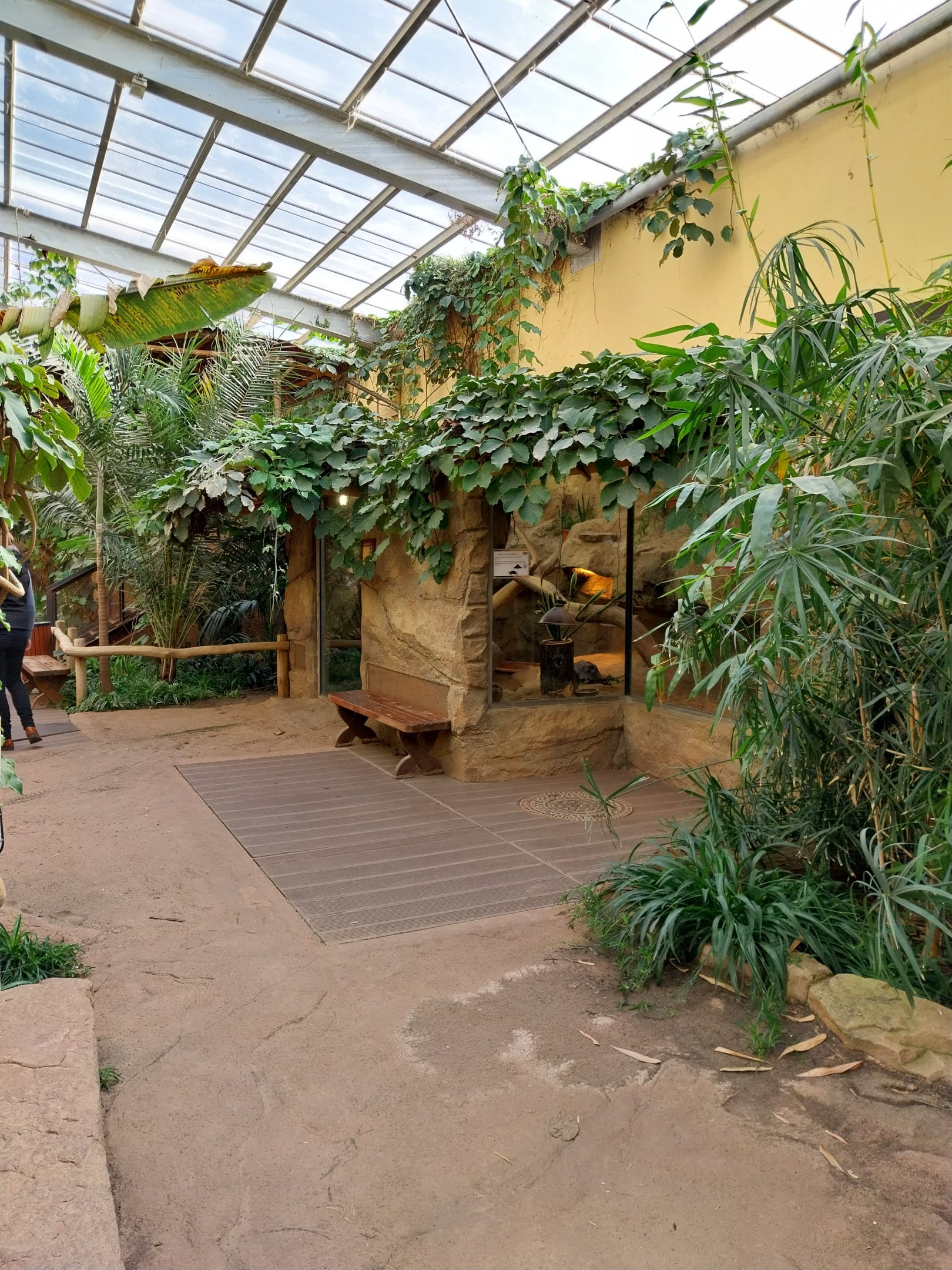 Elephant House - African Spurred Tortoise (Centrochelys sulcata)