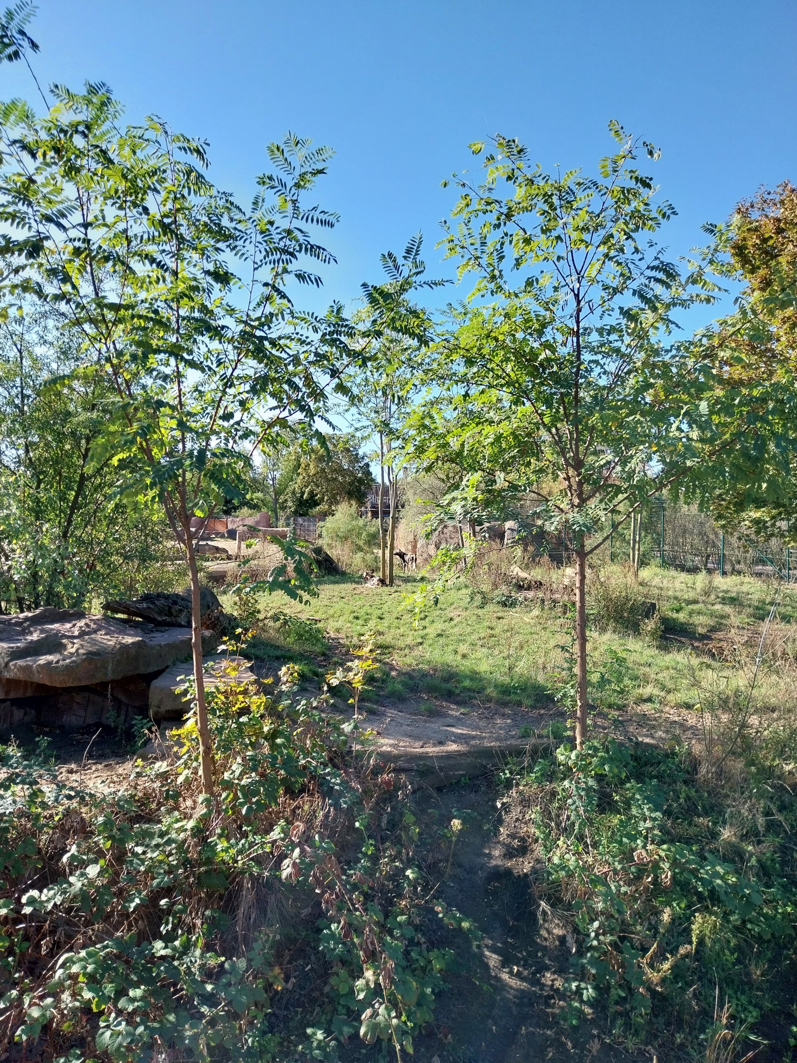 Elephant House - African Wild Dog (Lycaon pictus)