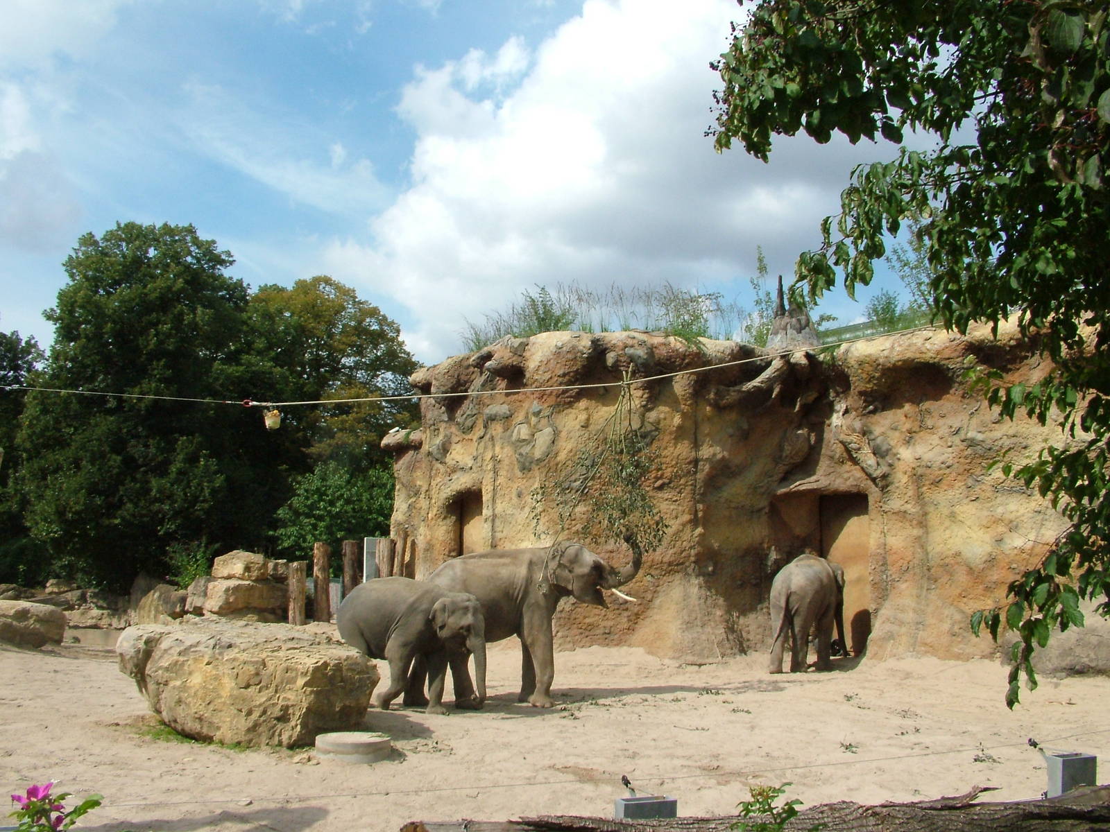 Elephant House and Paddock at Heidelberg, 05/09/10