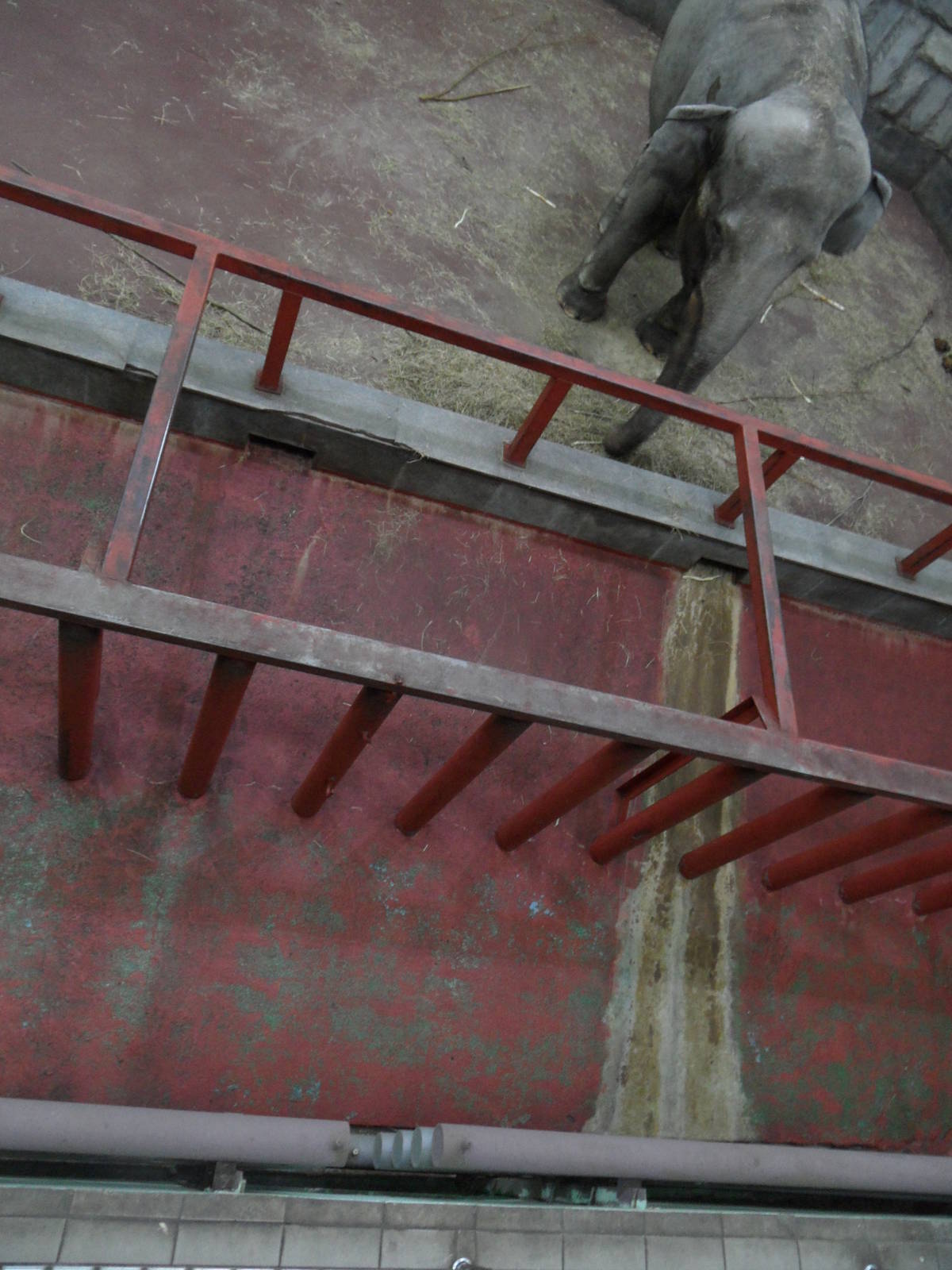 Elephant house barriers & moat