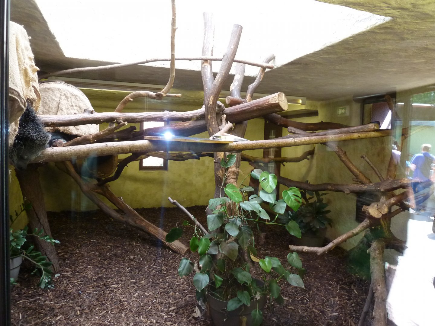 Elephant house - Binturong interior