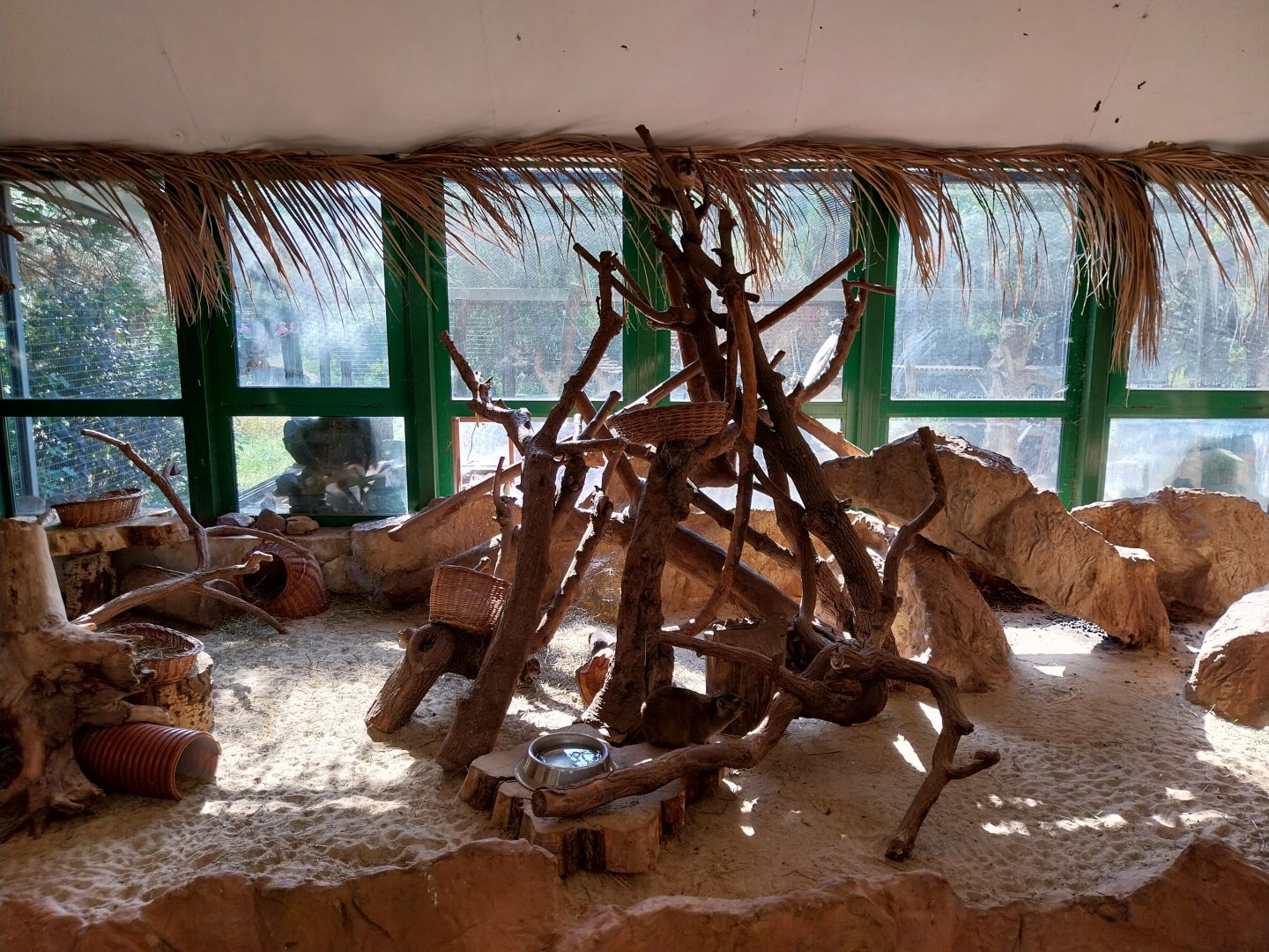 Elephant house - Cape Hyrax (Procavia capensis capensis)