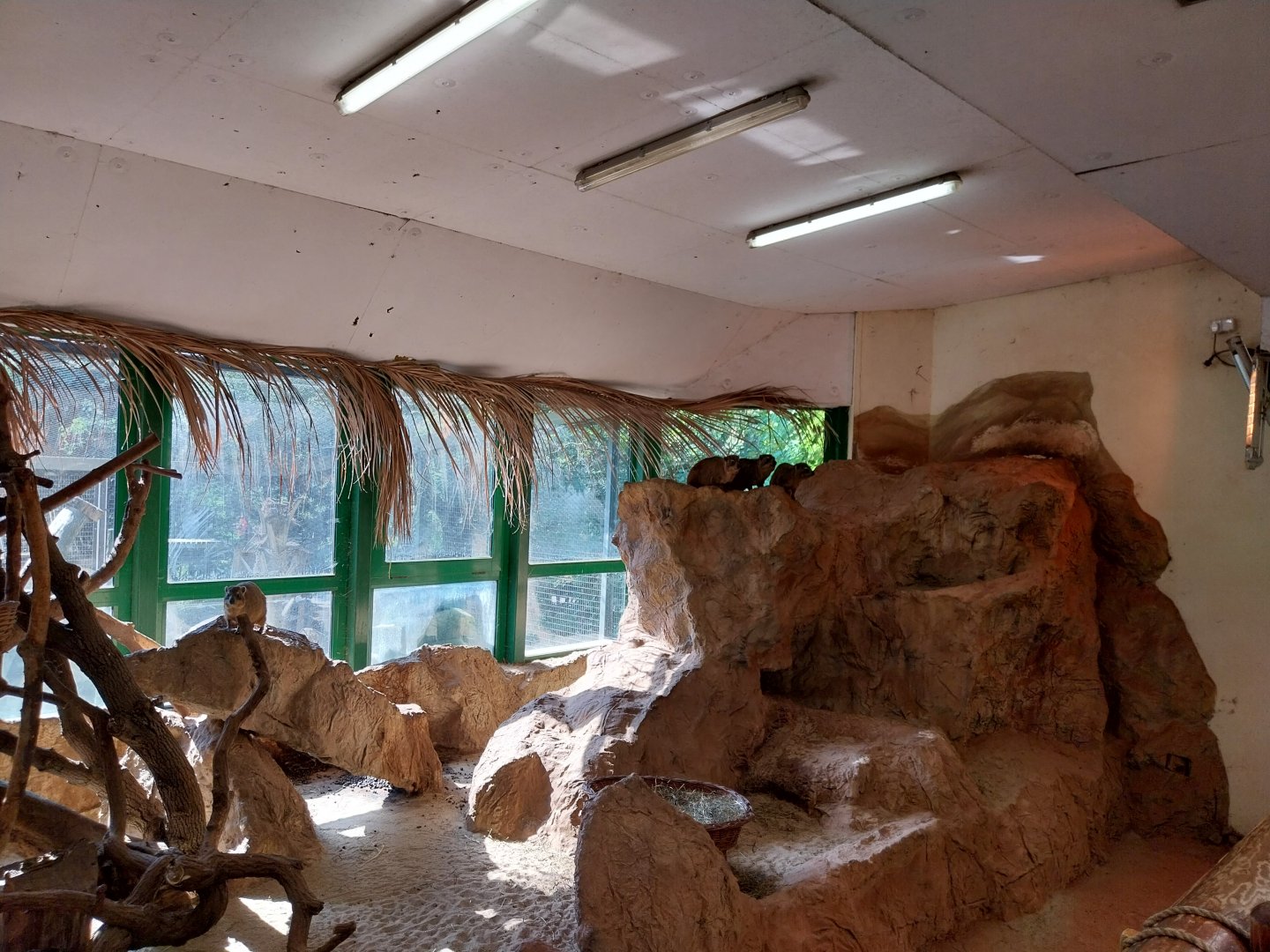 Elephant house - Cape Hyrax (Procavia capensis capensis)