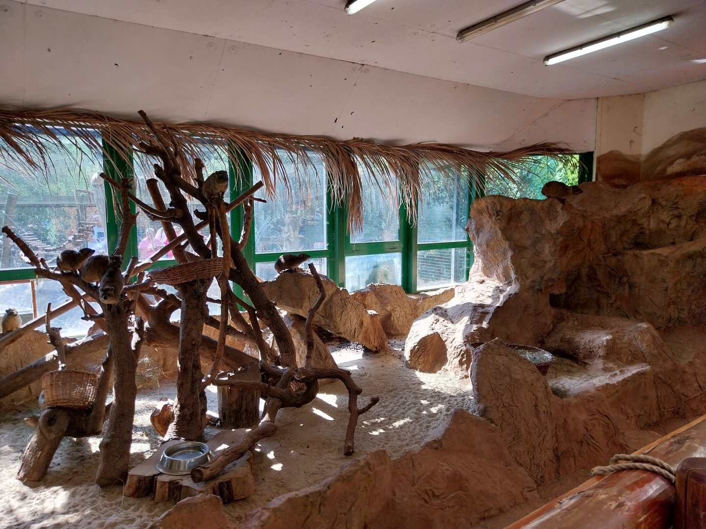 Elephant house - Cape Hyrax (Procavia capensis capensis)