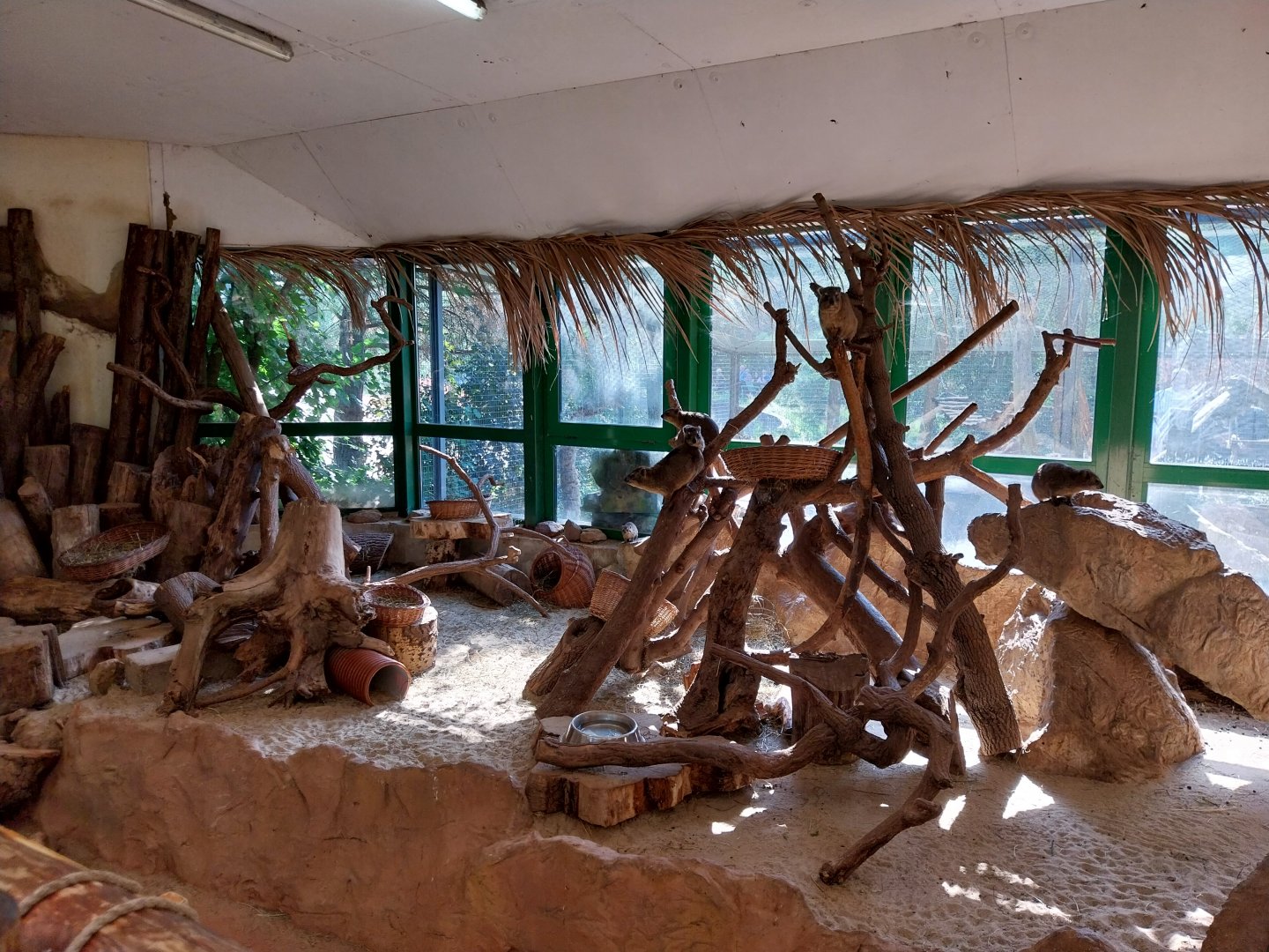 Elephant house - Cape Hyrax (Procavia capensis capensis)