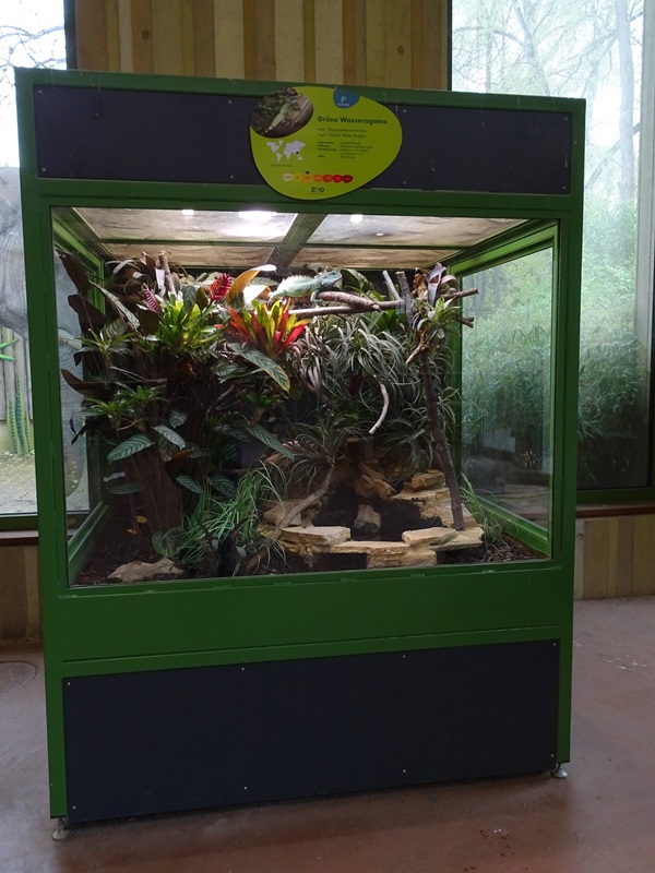 Elephant House: chinese water dragon enclosure