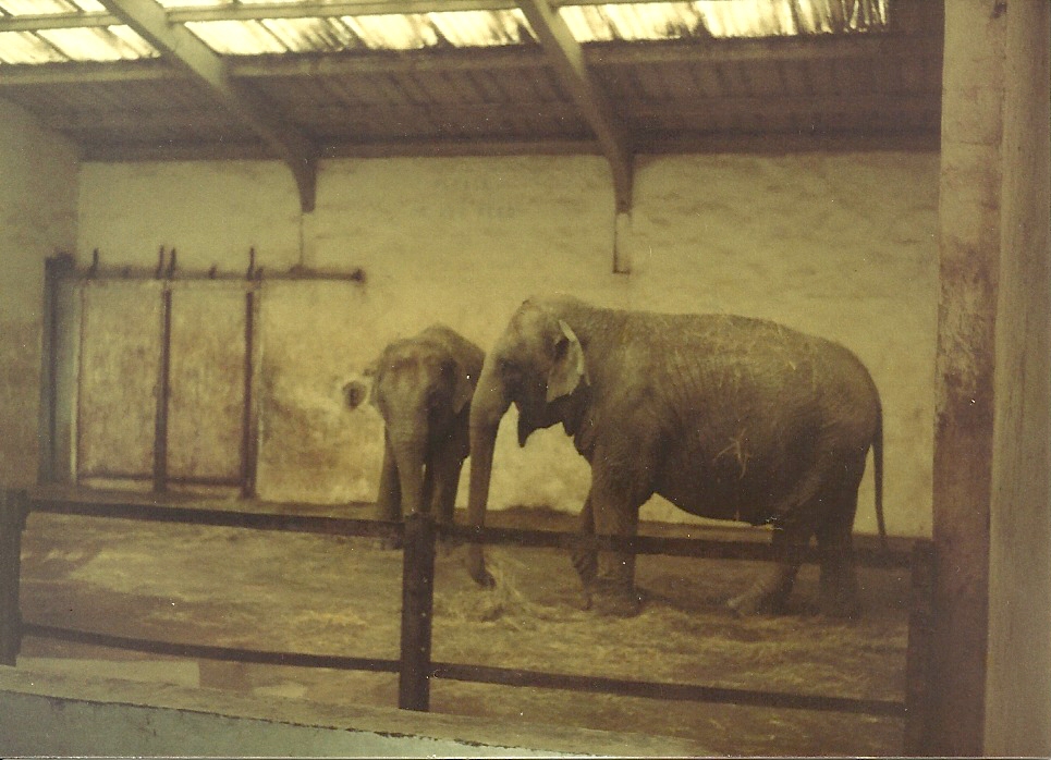 Elephant House early 1980s