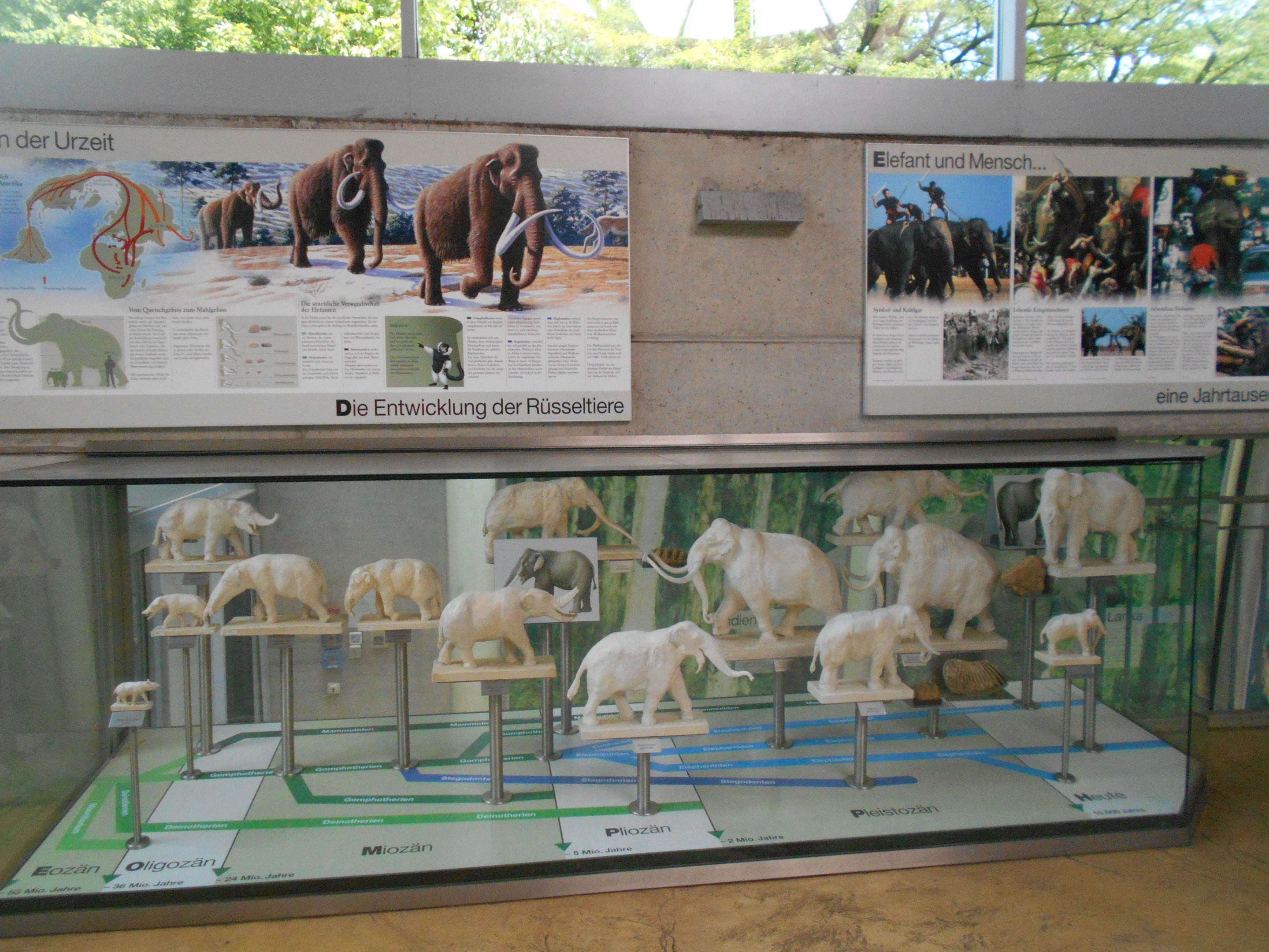 Elephant House - Evolution display