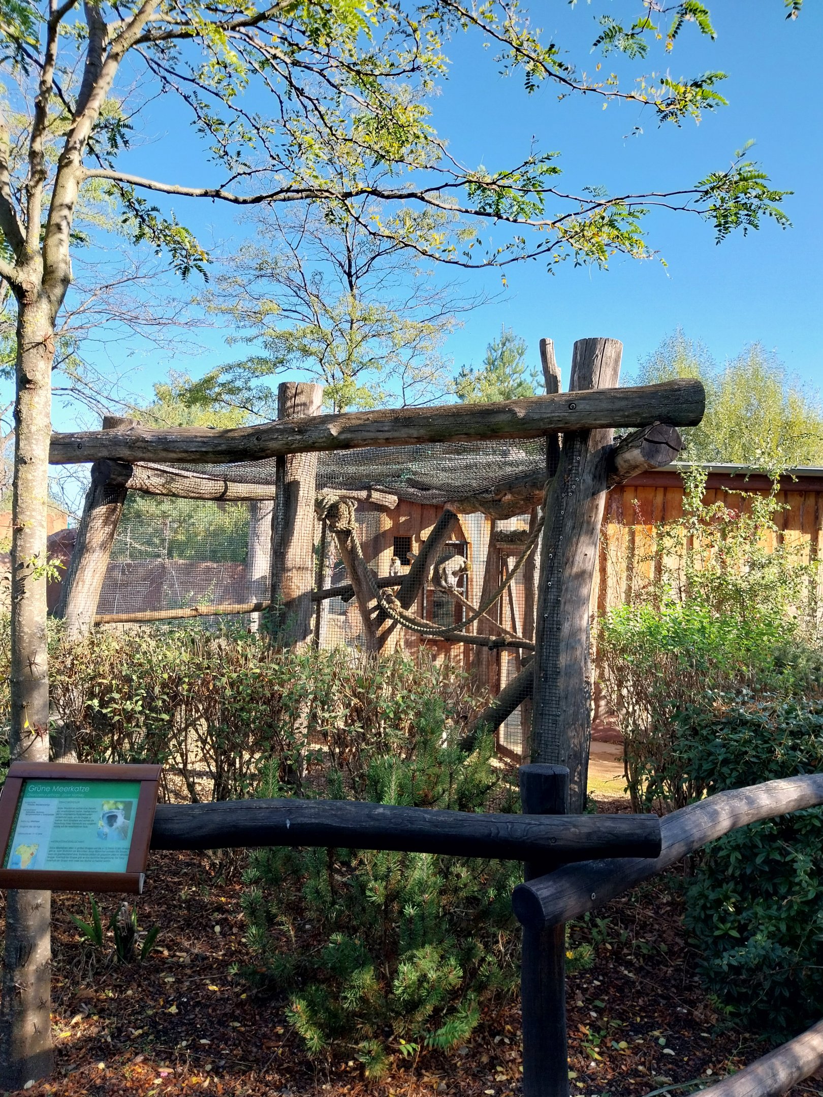 Elephant House - Grivet Monkey (Chlorocebus aethiops)