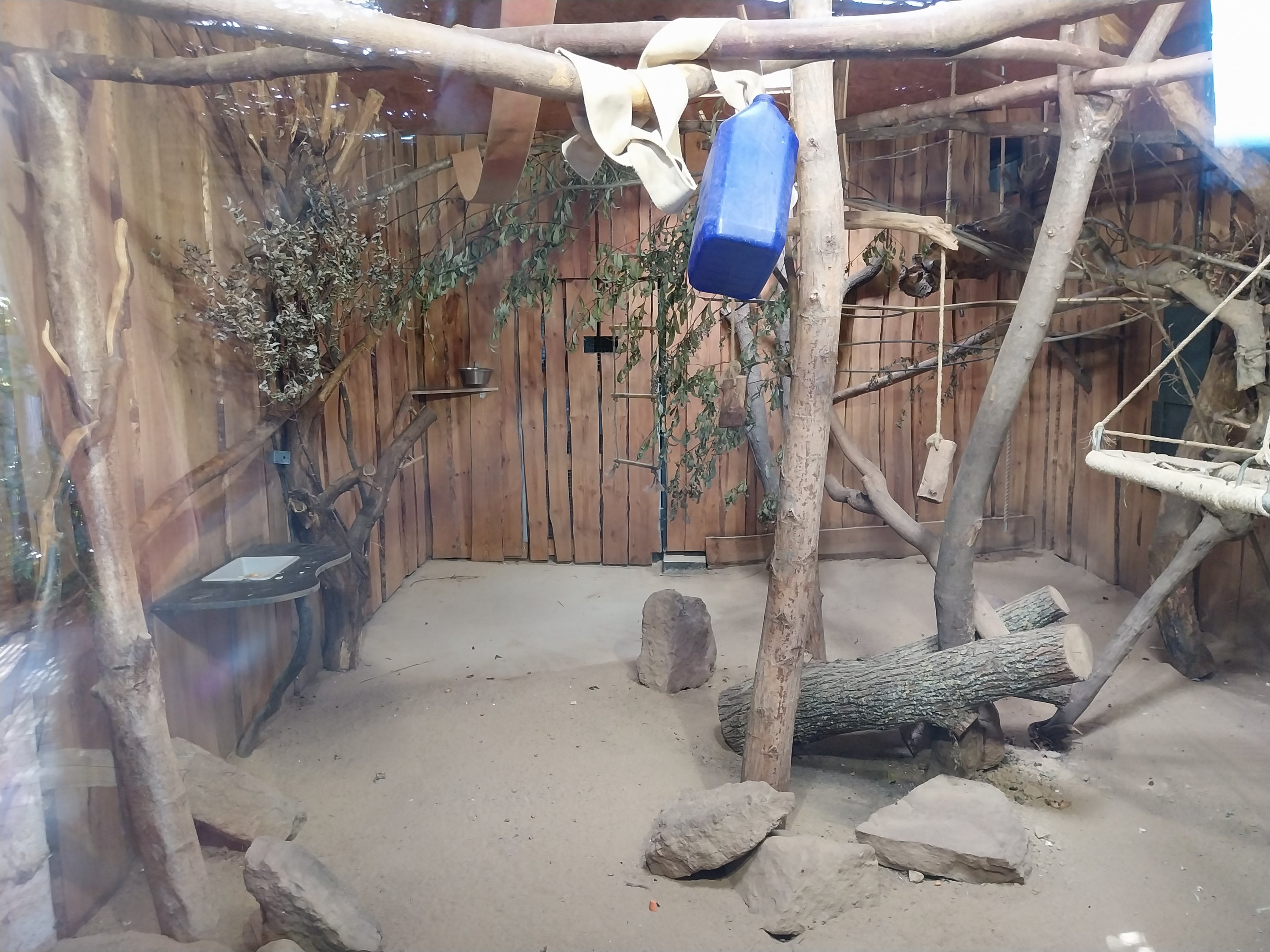 Elephant House - Grivet Monkey (Chlorocebus aethiops)