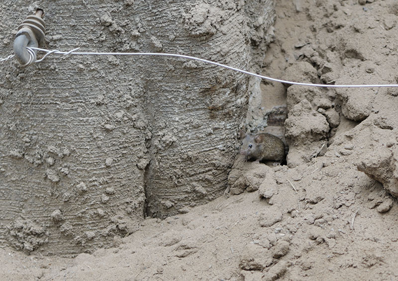 Elephant House house mouse