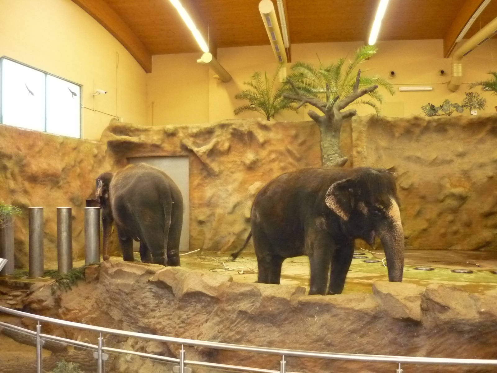 Elephant House Indoors