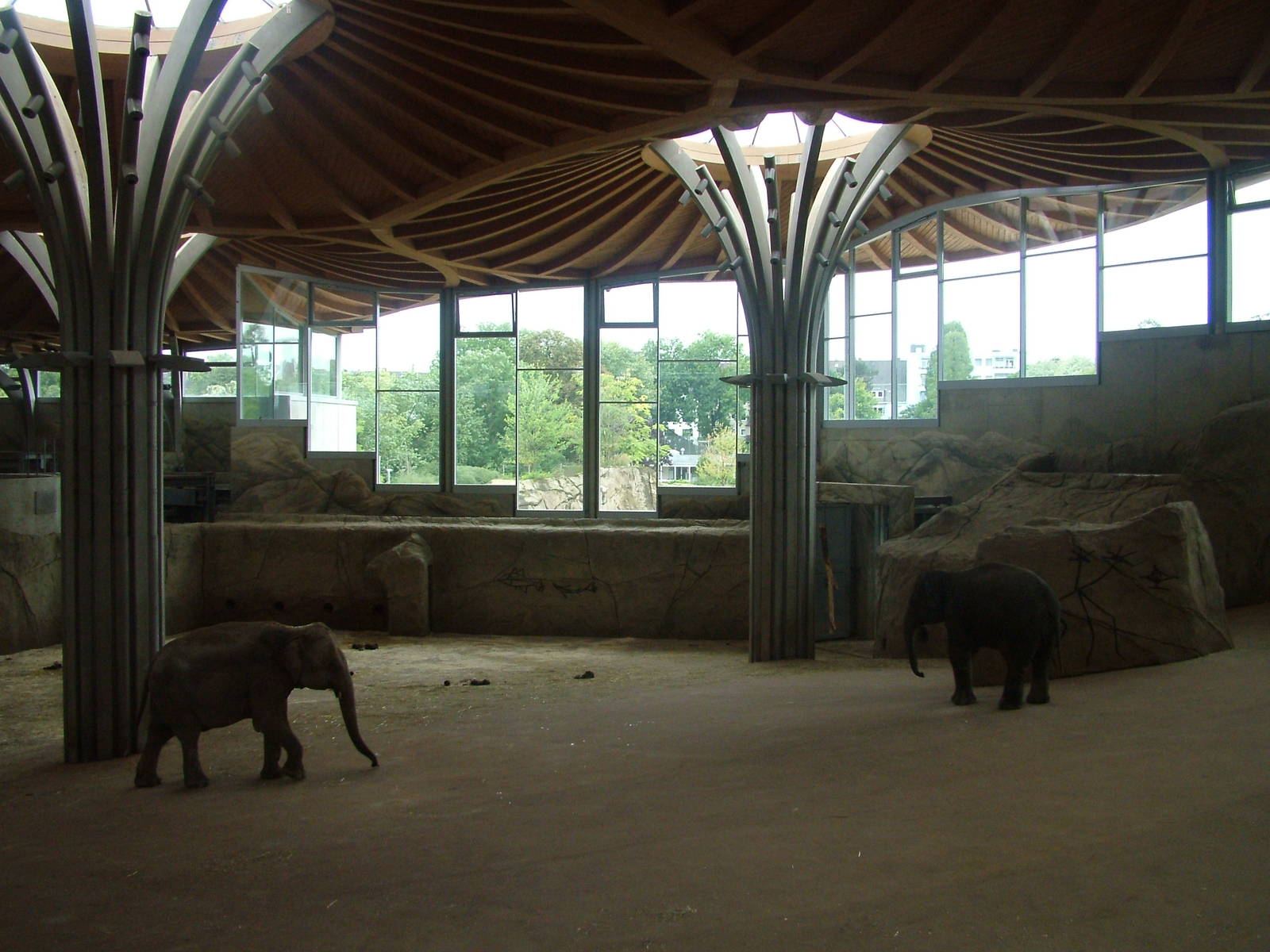 Elephant House Interior at Cologne, 07/09/10