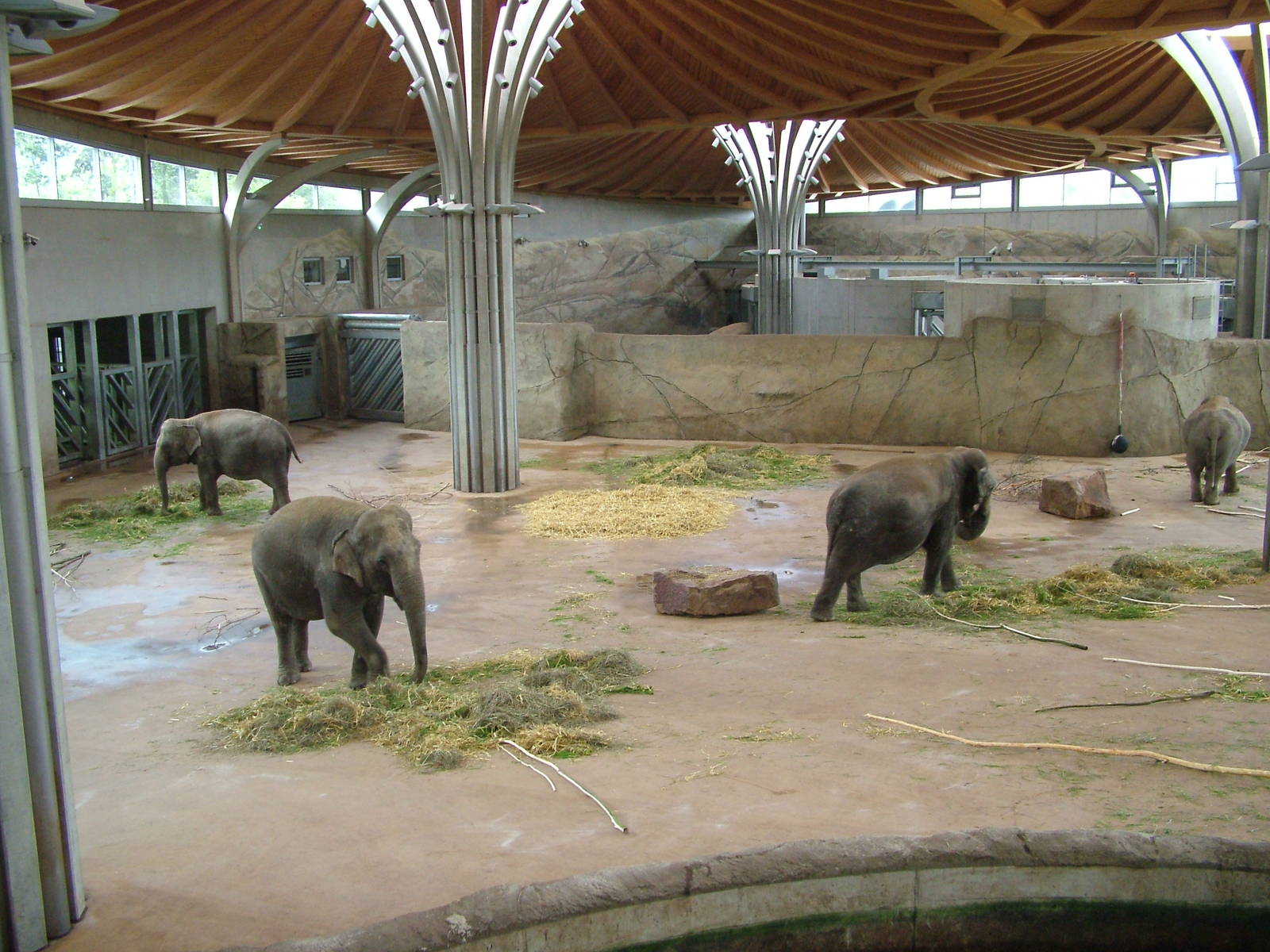 Elephant House interior at Koeln 12/05/09