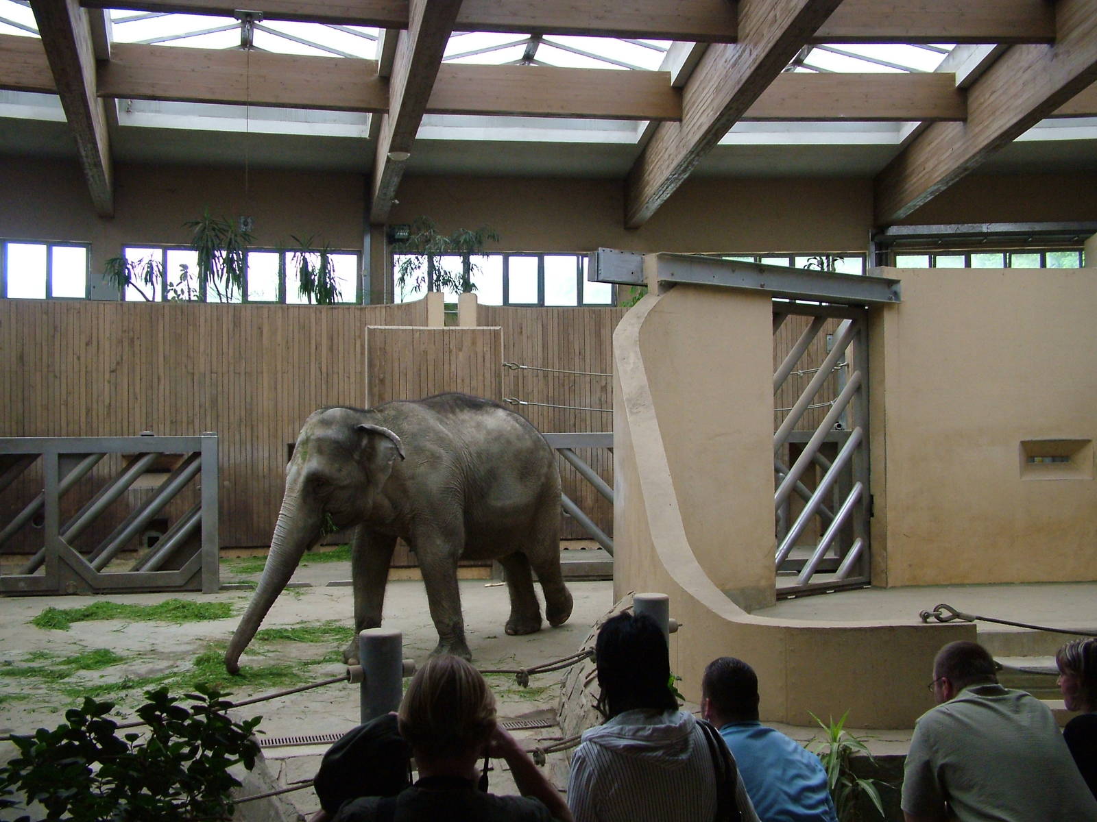 Elephant House interior at Ostrava, 29/05/10