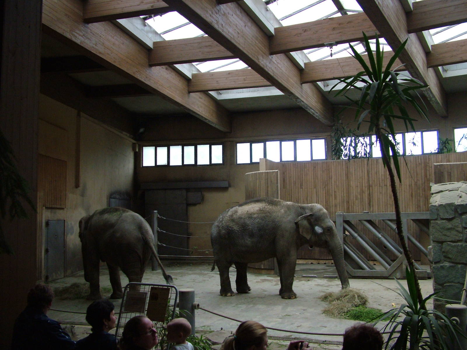 Elephant House interior at Ostrava, 29/05/10