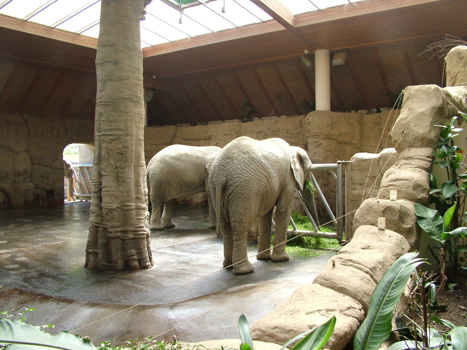 Elephant House interior at Zlin, 28/05/10