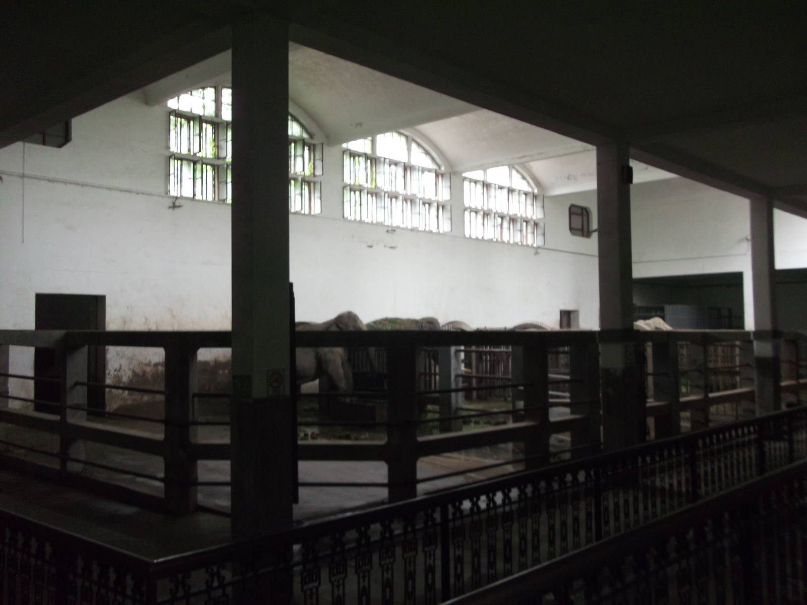 Elephant House interior
