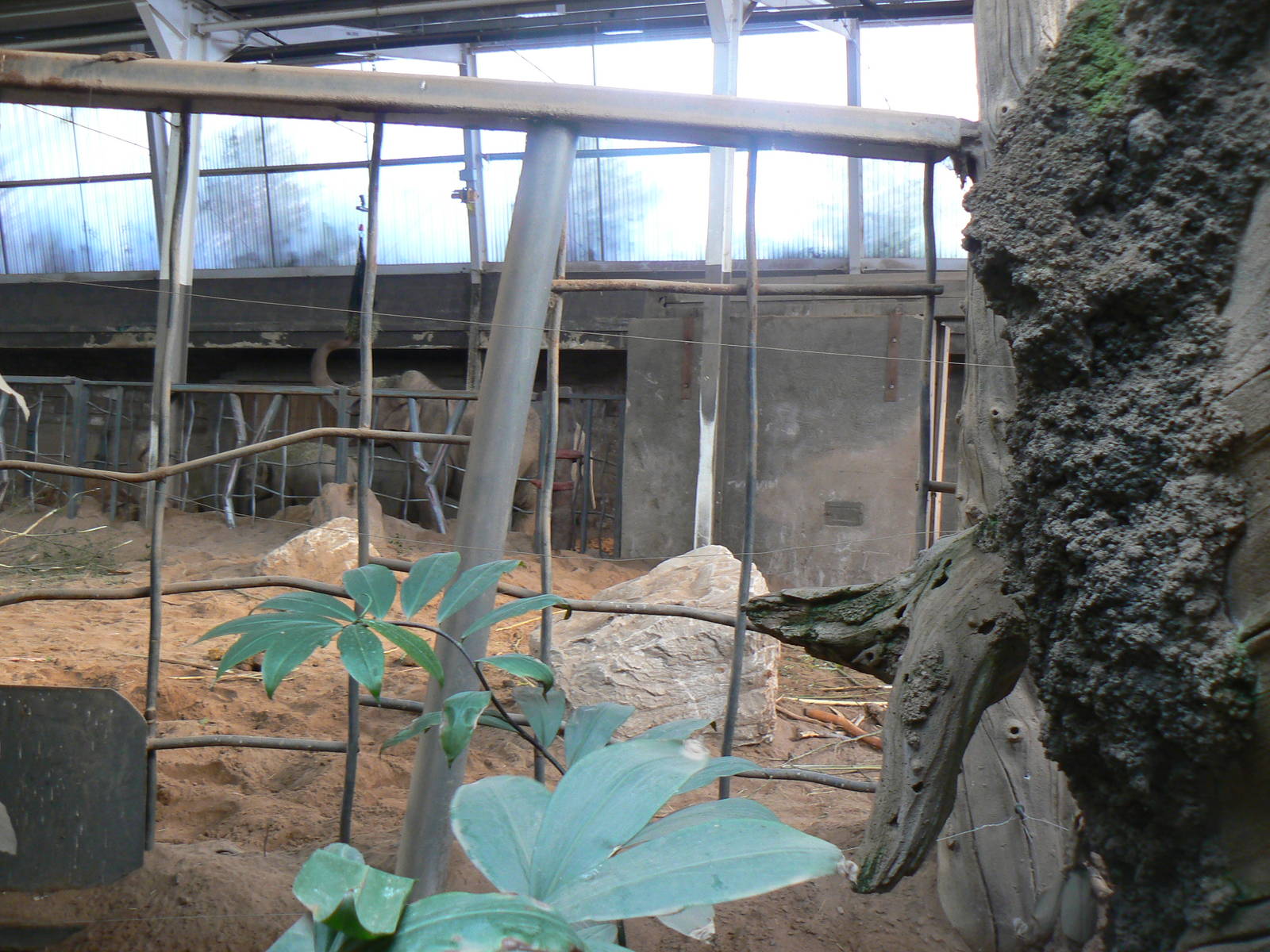 Elephant House Interior