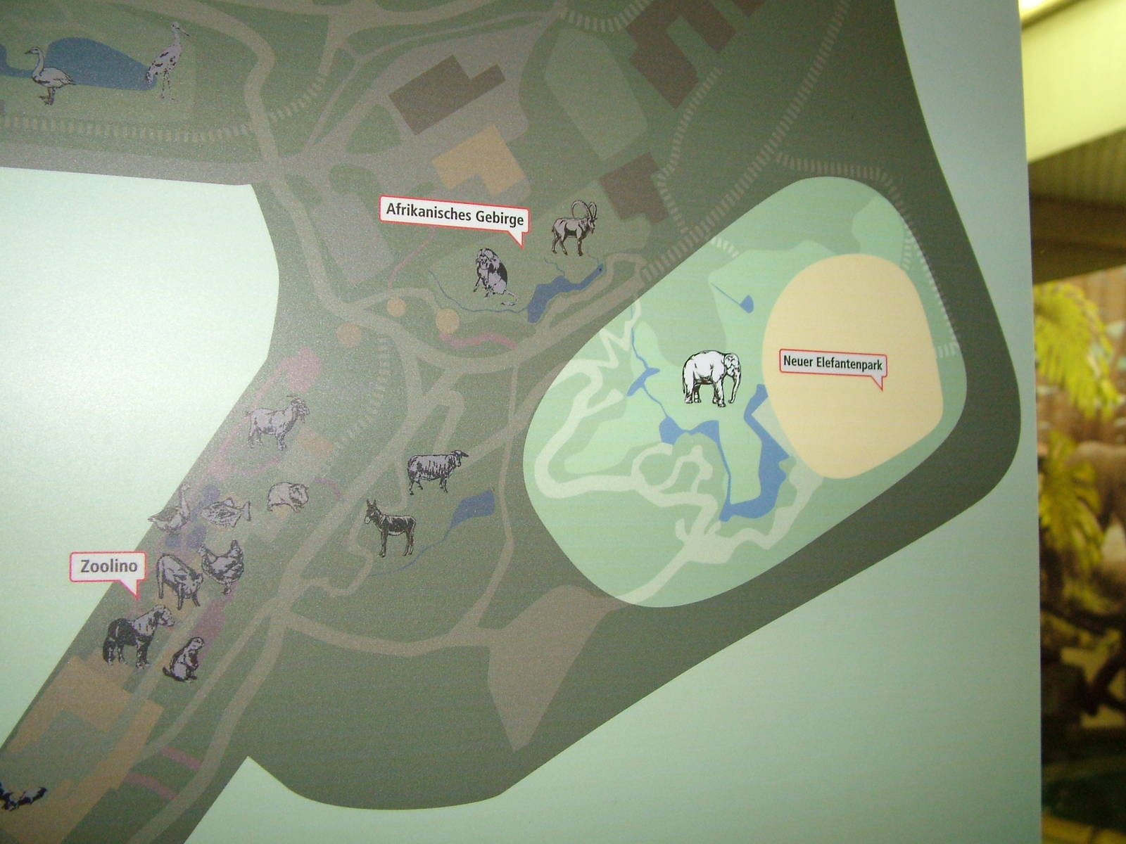 Elephant House plans at Zurich 31/08/09