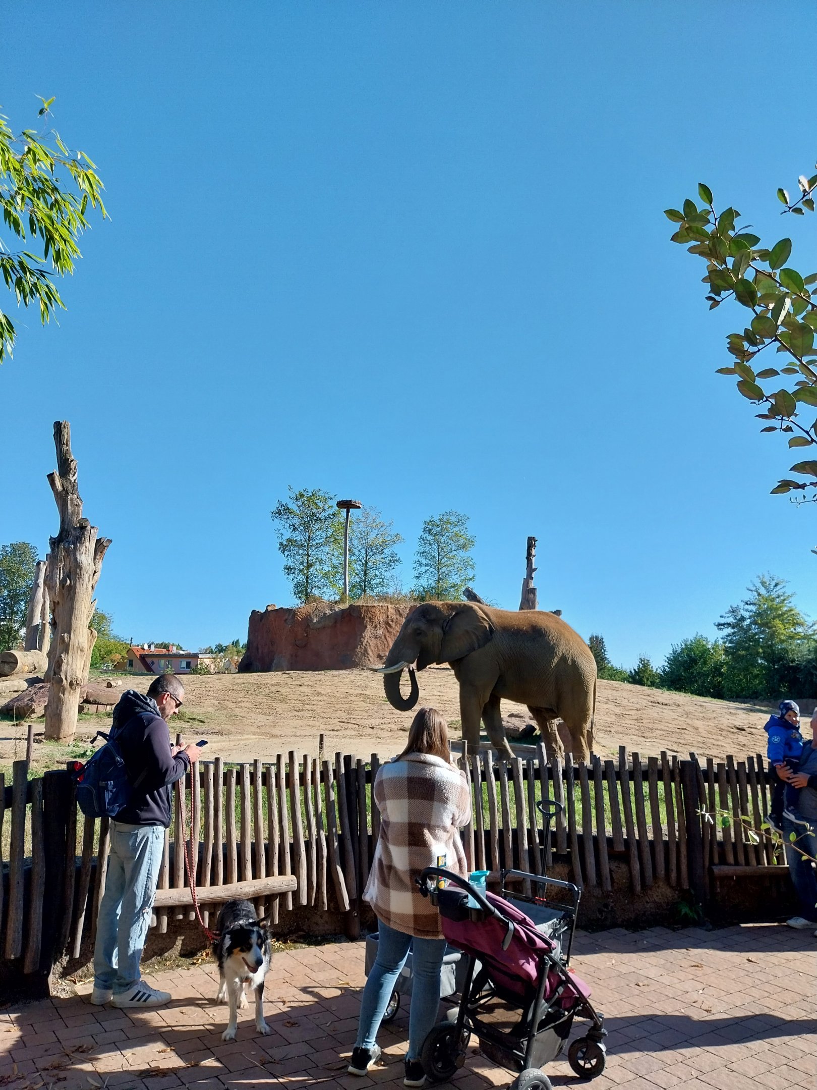 Elephant House - South African Elephant (Loxodonta africana africana)