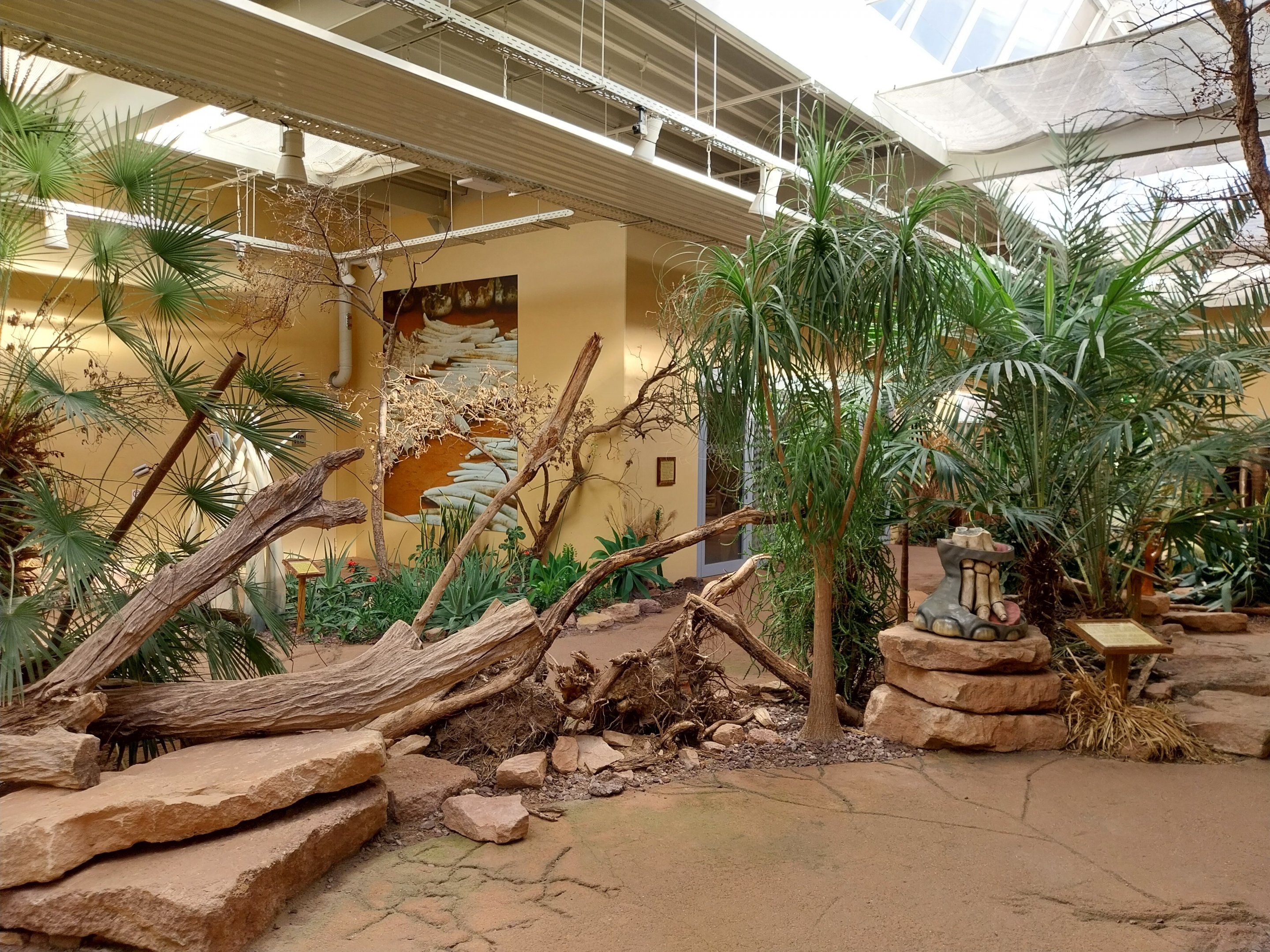 Elephant House - South African Elephant (Loxodonta africana africana)