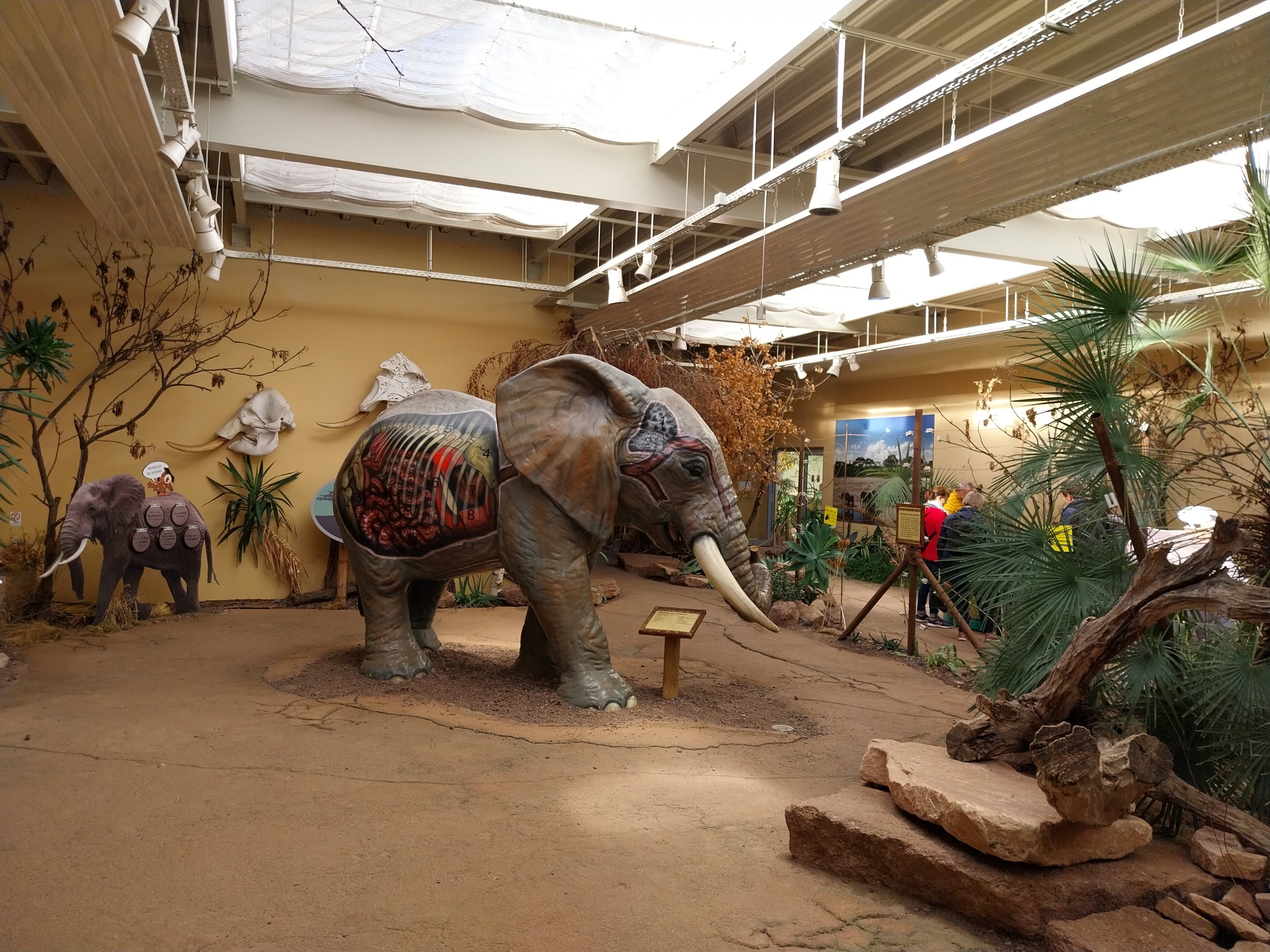 Elephant House - South African Elephant (Loxodonta africana africana)