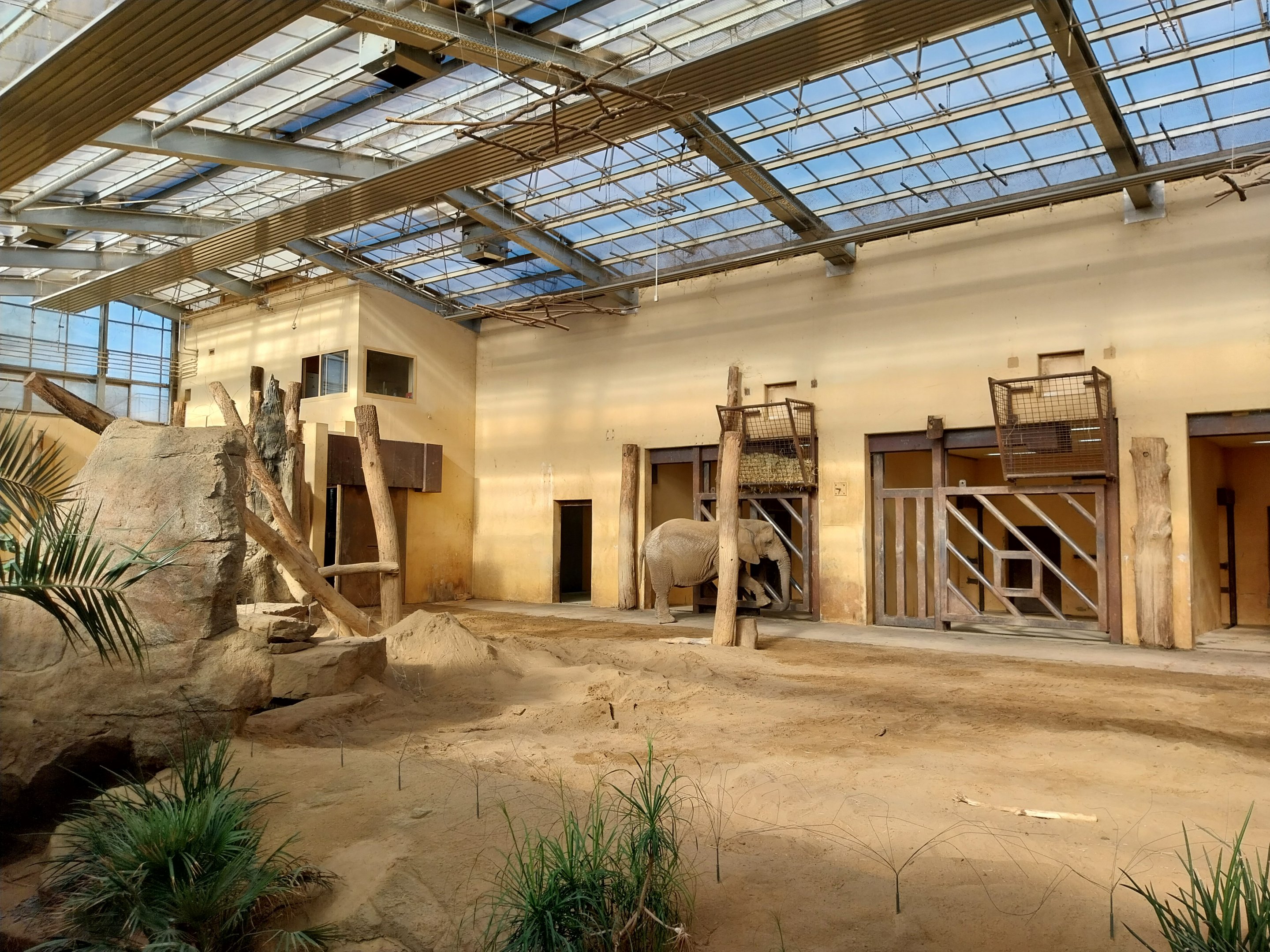 Elephant House - South African Elephant (Loxodonta africana africana)