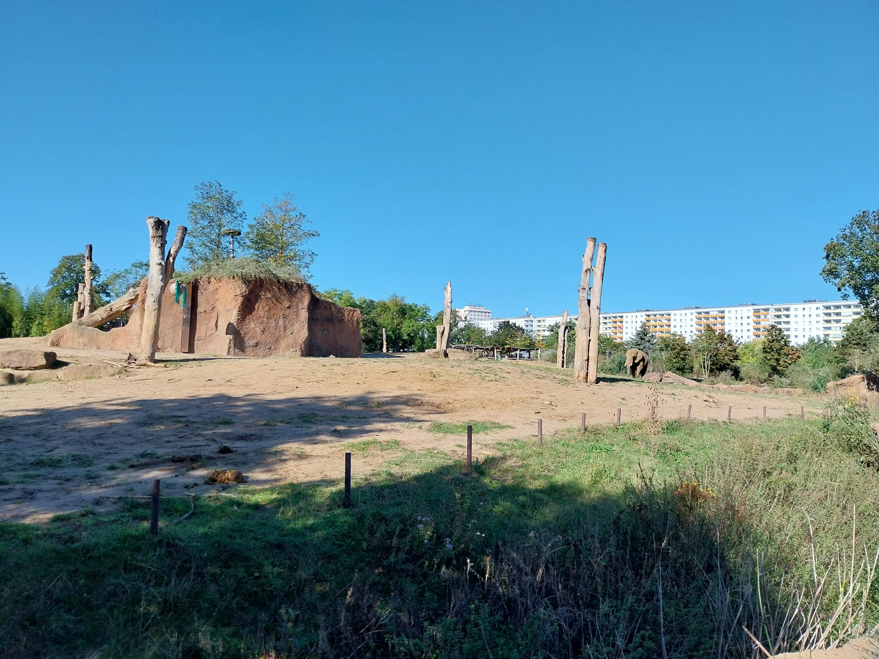 Elephant House - South African Elephant (Loxodonta africana africana)