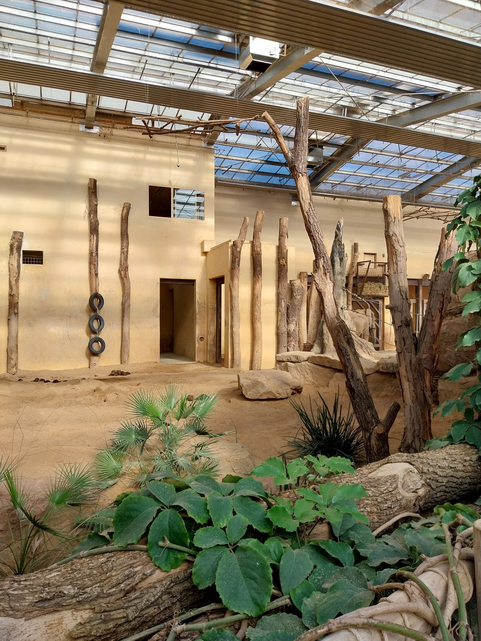 Elephant House - South African Elephant (Loxodonta africana africana)