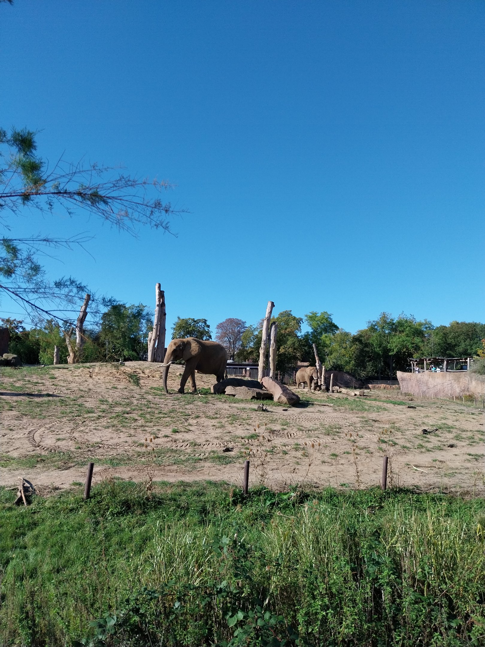 Elephant House - South African Elephant (Loxodonta africana africana)