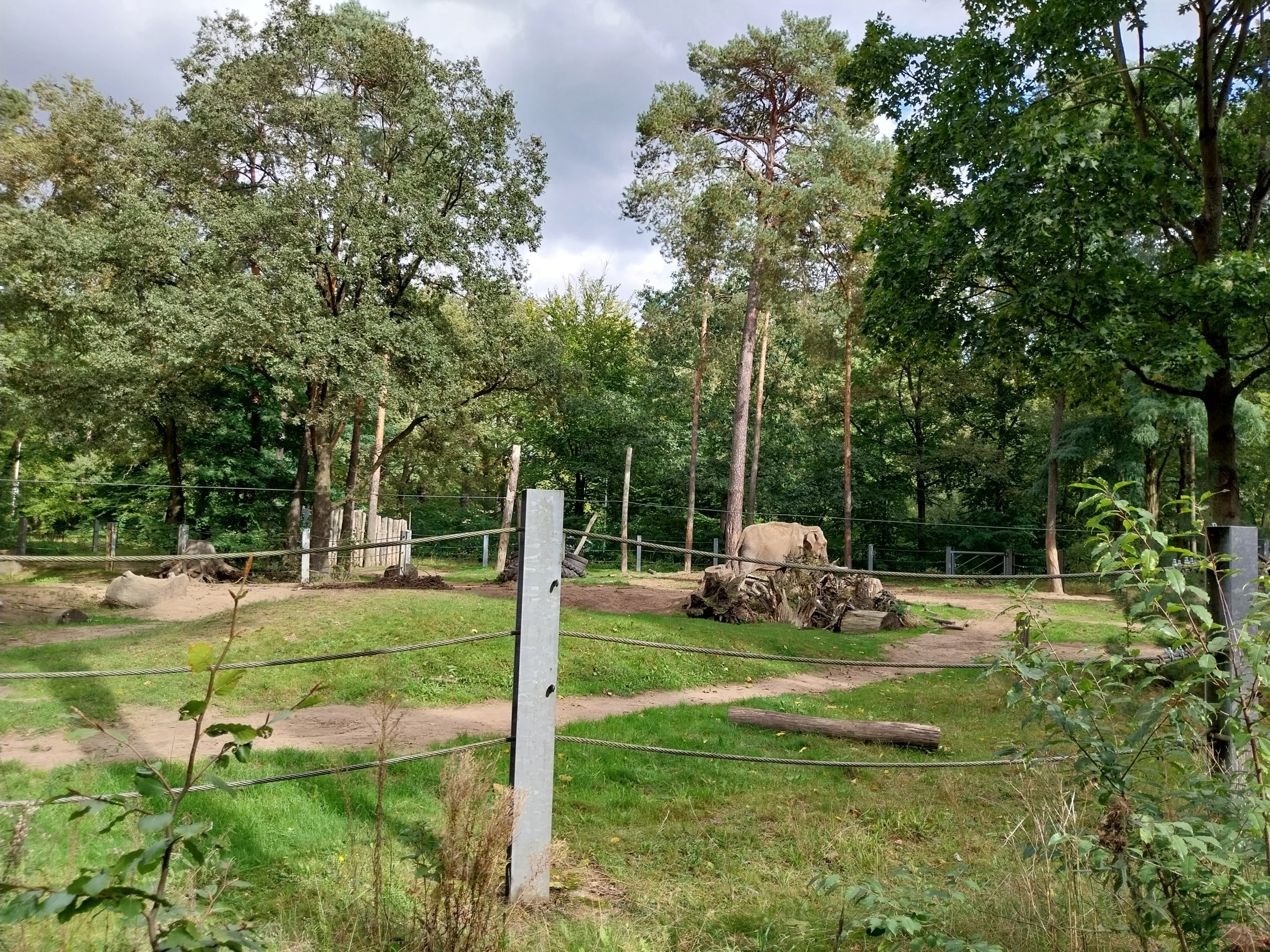 Elephant House - South-East Asian Elephant (Elephas maximus indicus)
