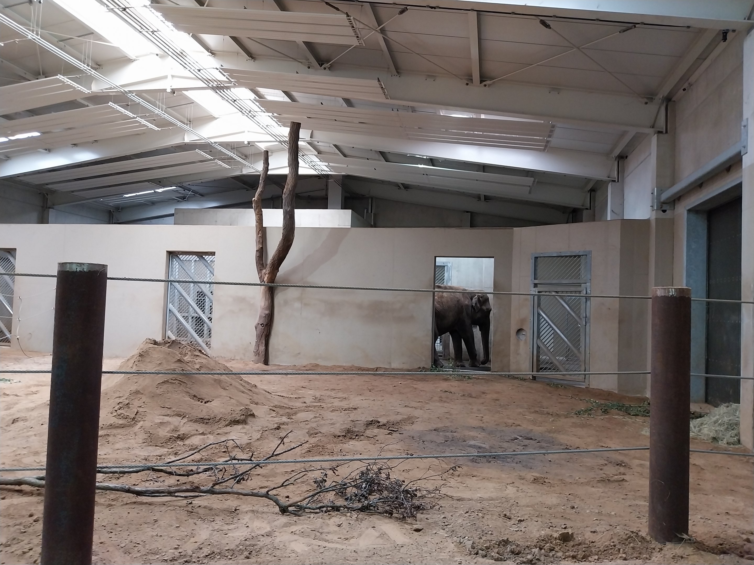 Elephant House - South-East Asian Elephant (Elephas maximus indicus)