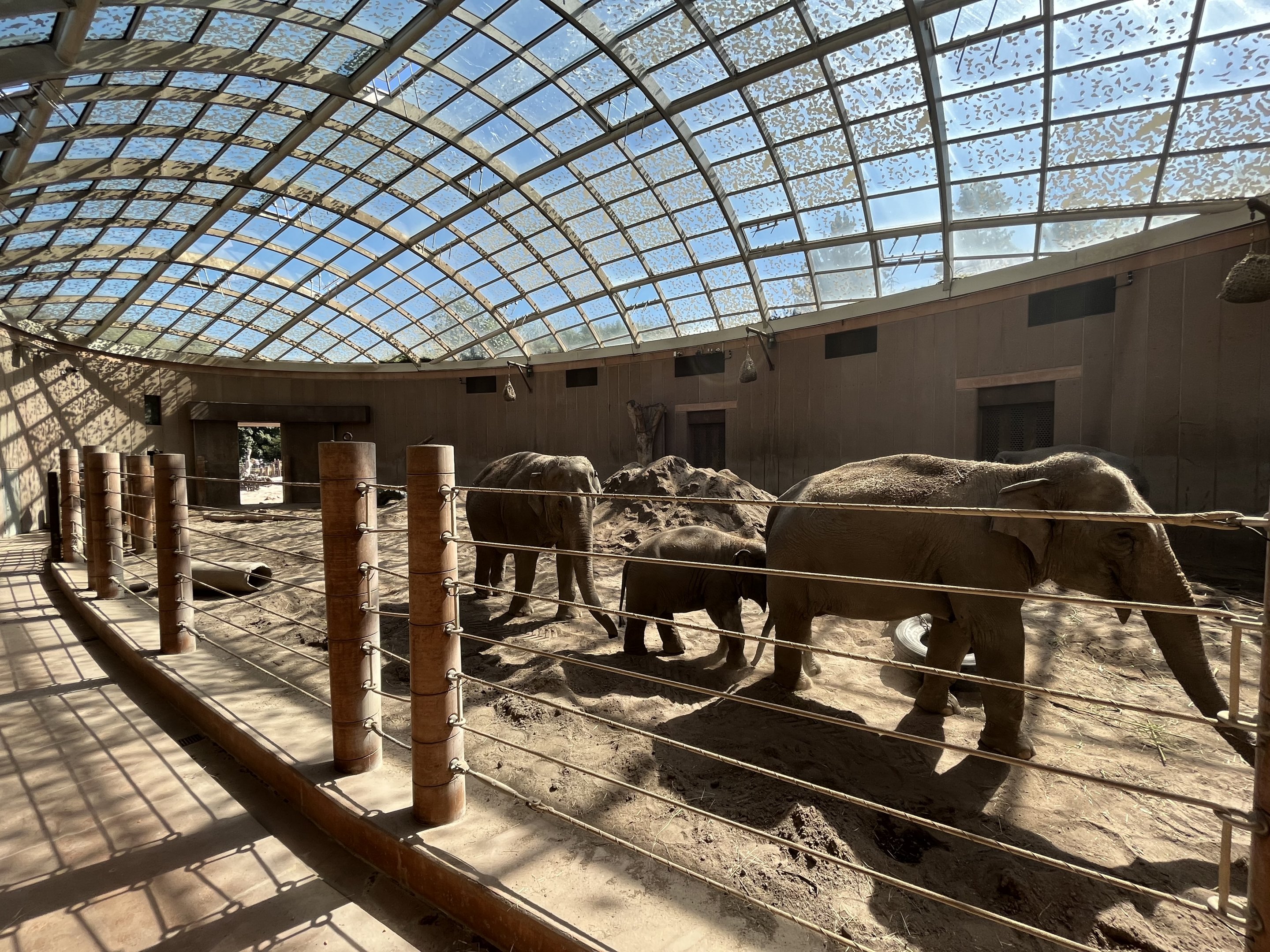 Elephant House - spectacular