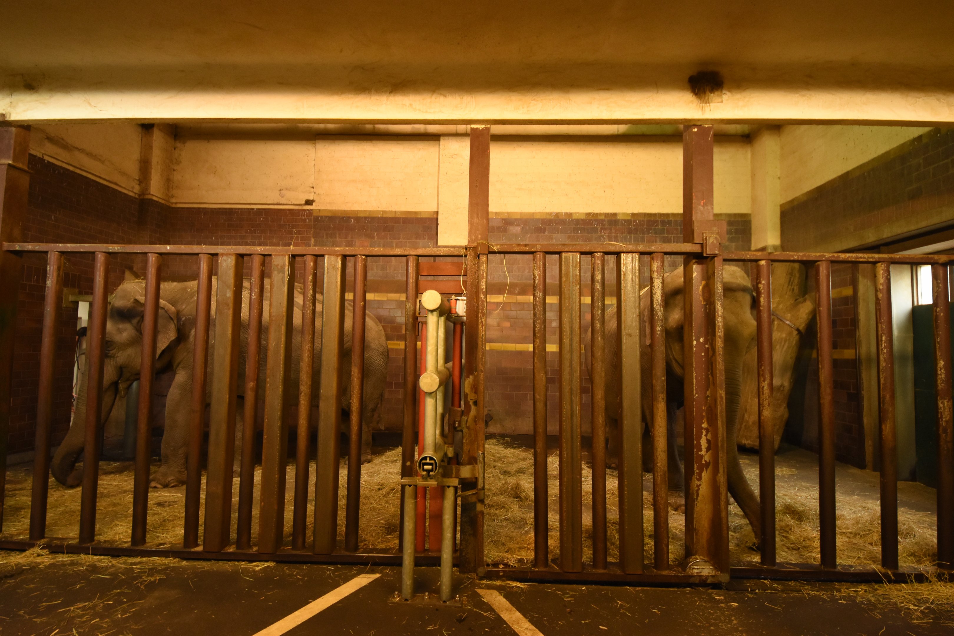 Elephant house - stables